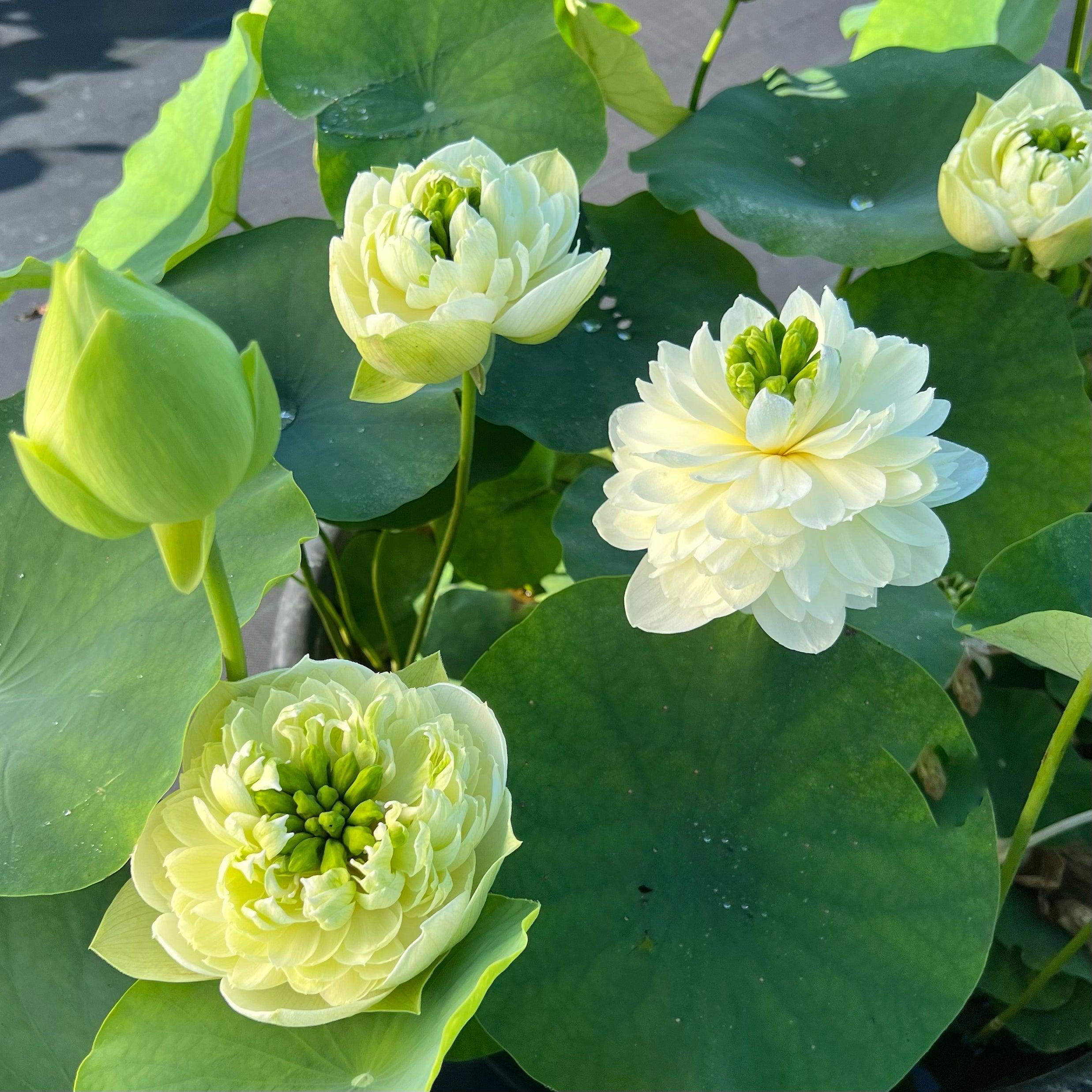 2024 Gwendolyn's Golden Glow Lotus (Bare Root) - Play It Koi