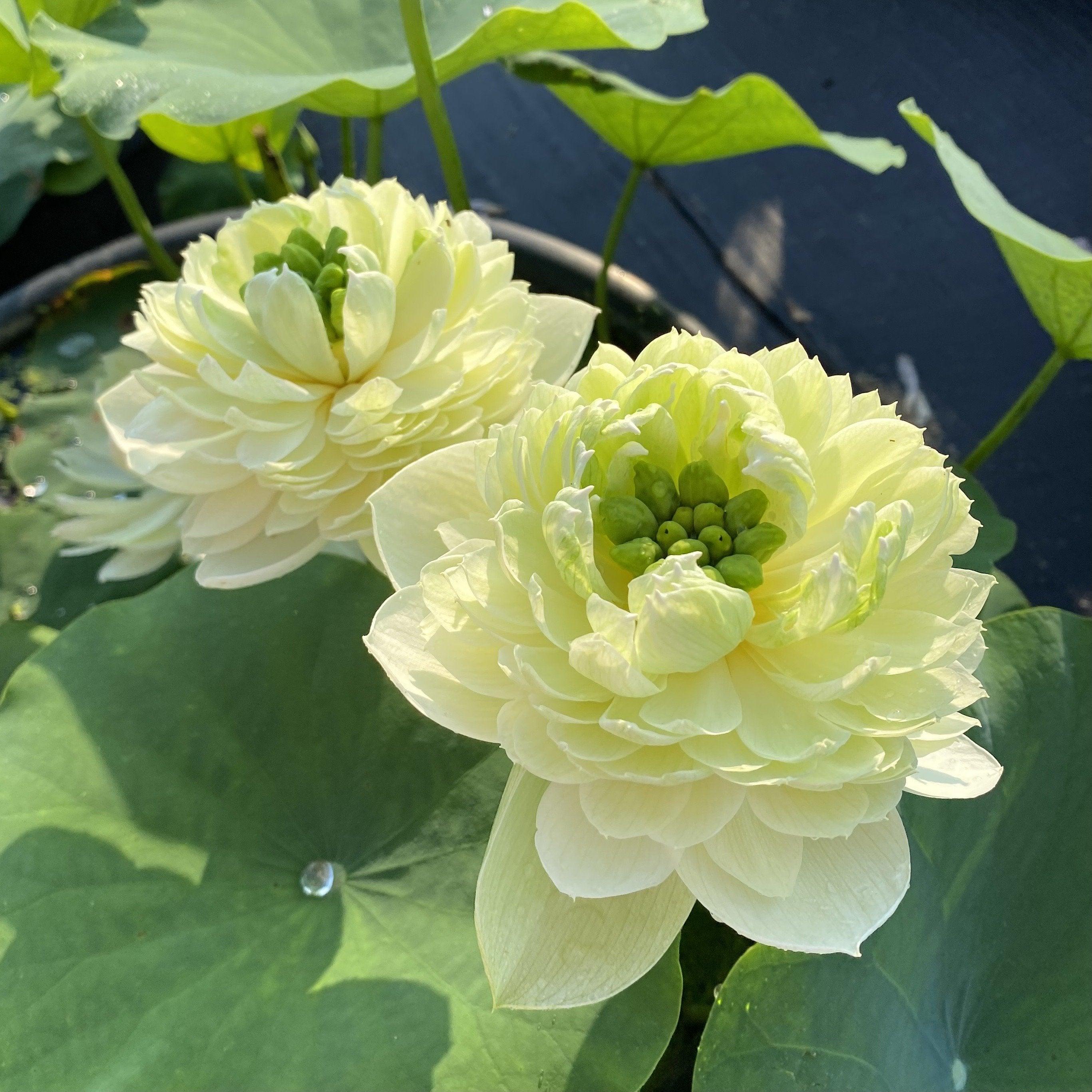 2024 Gwendolyn's Golden Glow Lotus (Bare Root) - Play It Koi