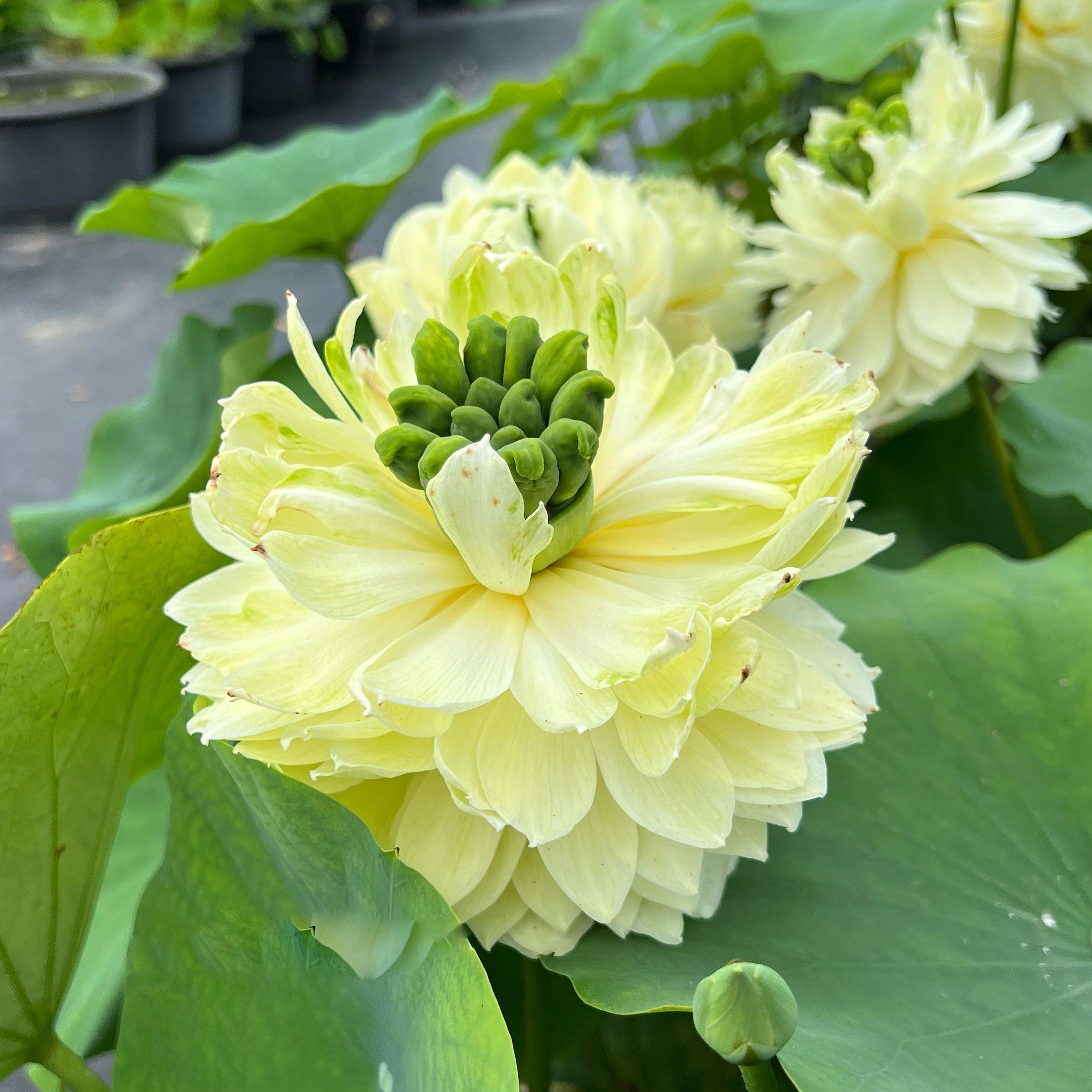 2024 Gwendolyn's Golden Glow Lotus (Bare Root) - Play It Koi