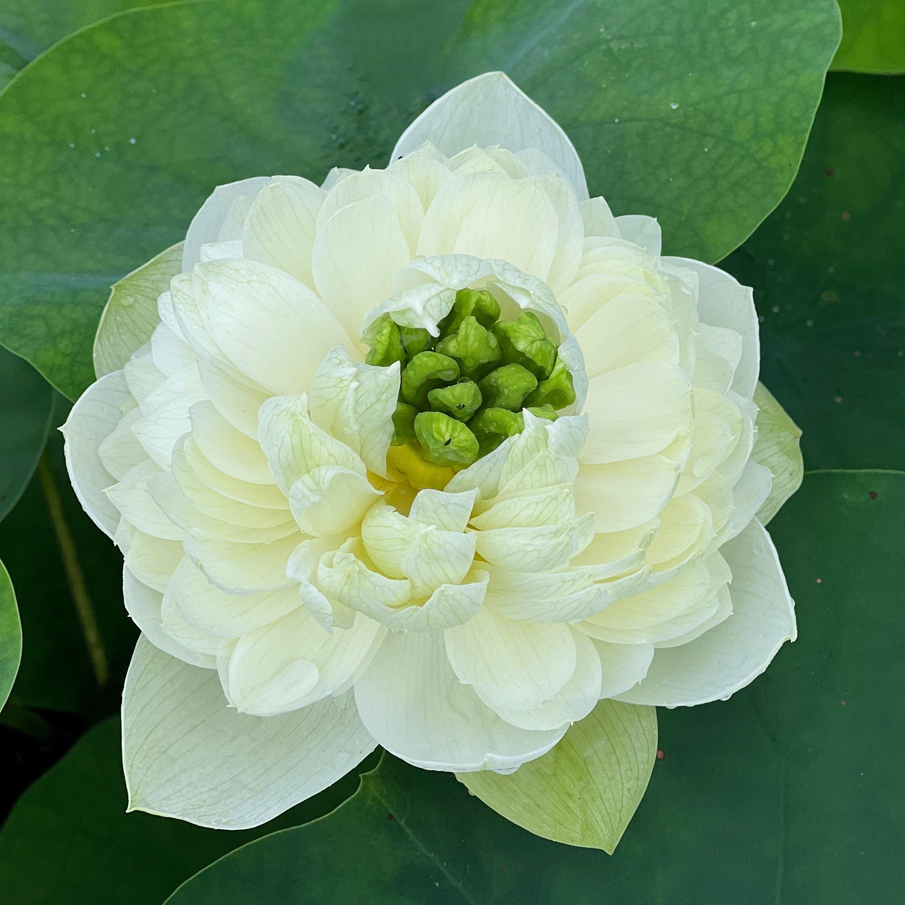 2024 Gwendolyn's Golden Glow Lotus (Bare Root) - Play It Koi