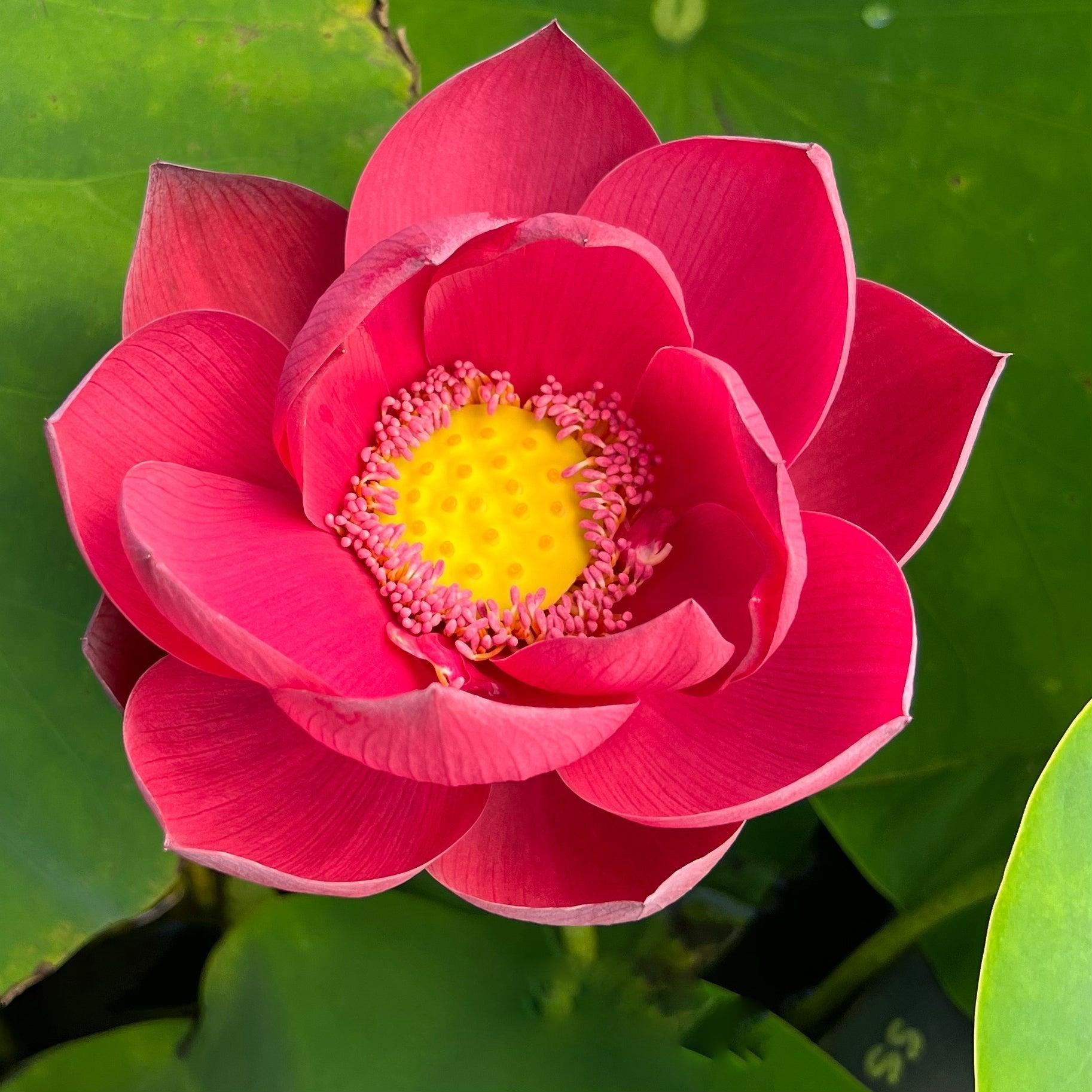 2024 Happy Lover Lotus (Bare Root) - Play It Koi