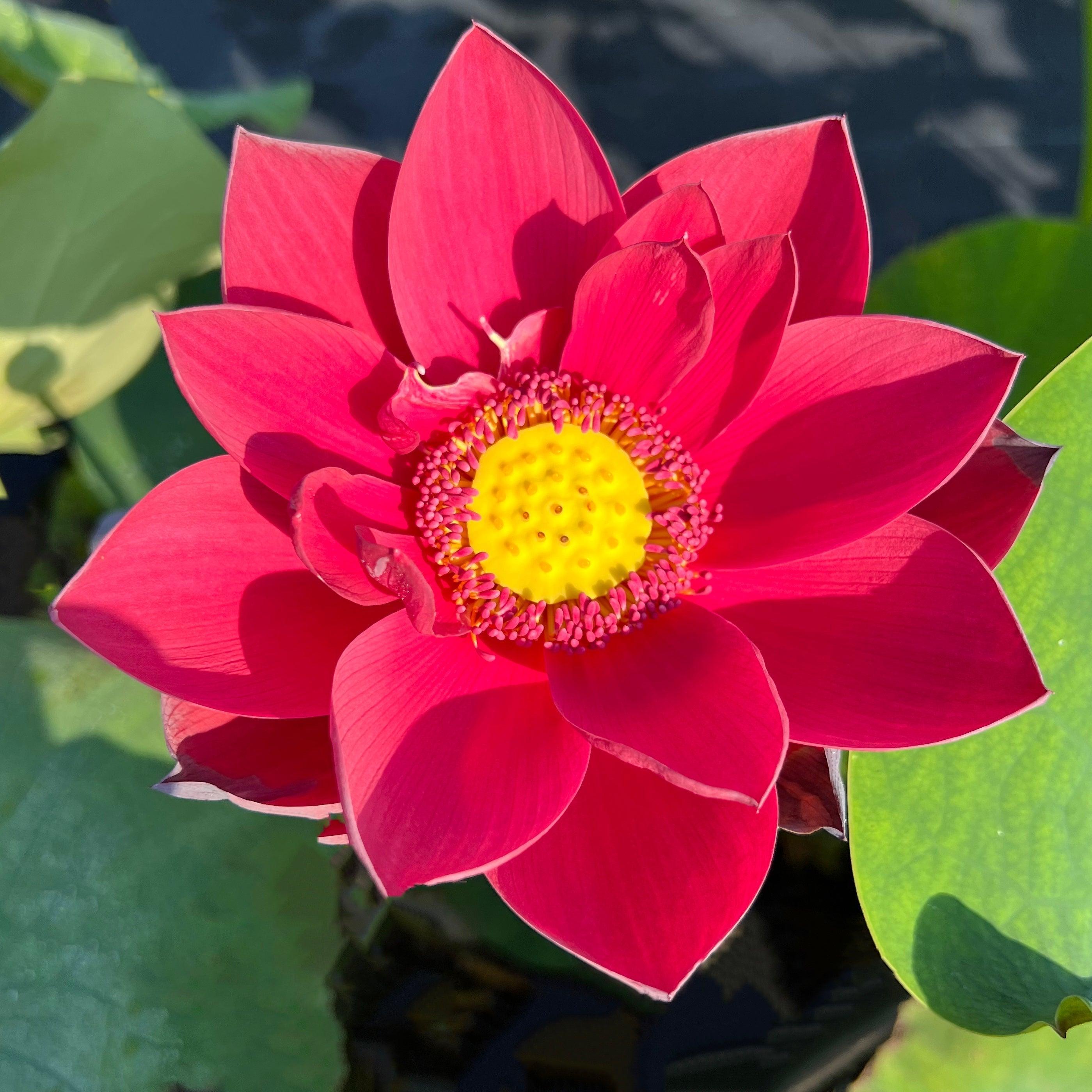 2024 Happy Lover Lotus (Bare Root) - Play It Koi