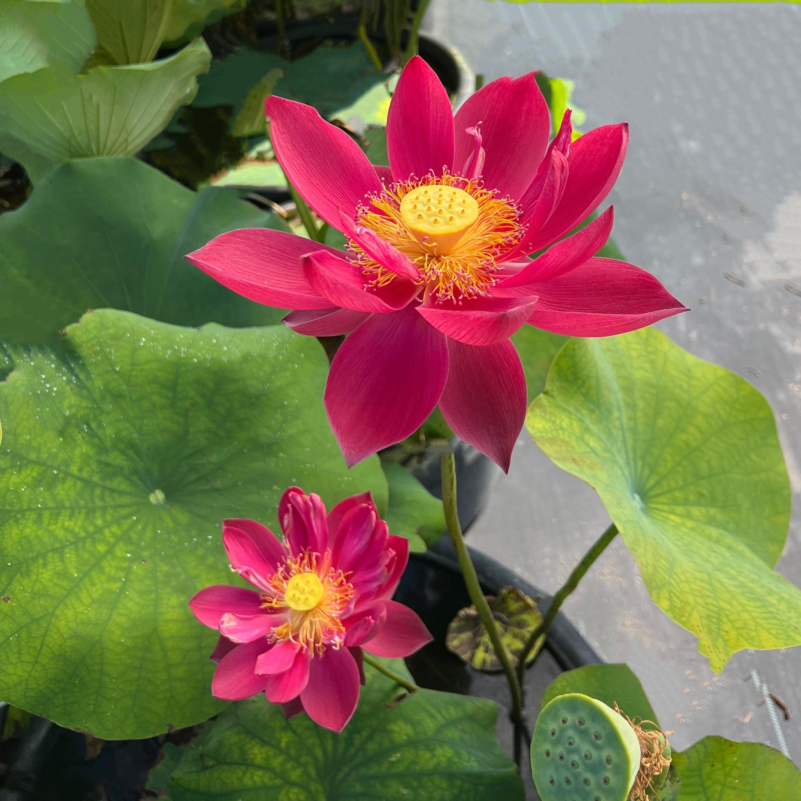 2024 Happy Lover Lotus (Bare Root) - Play It Koi