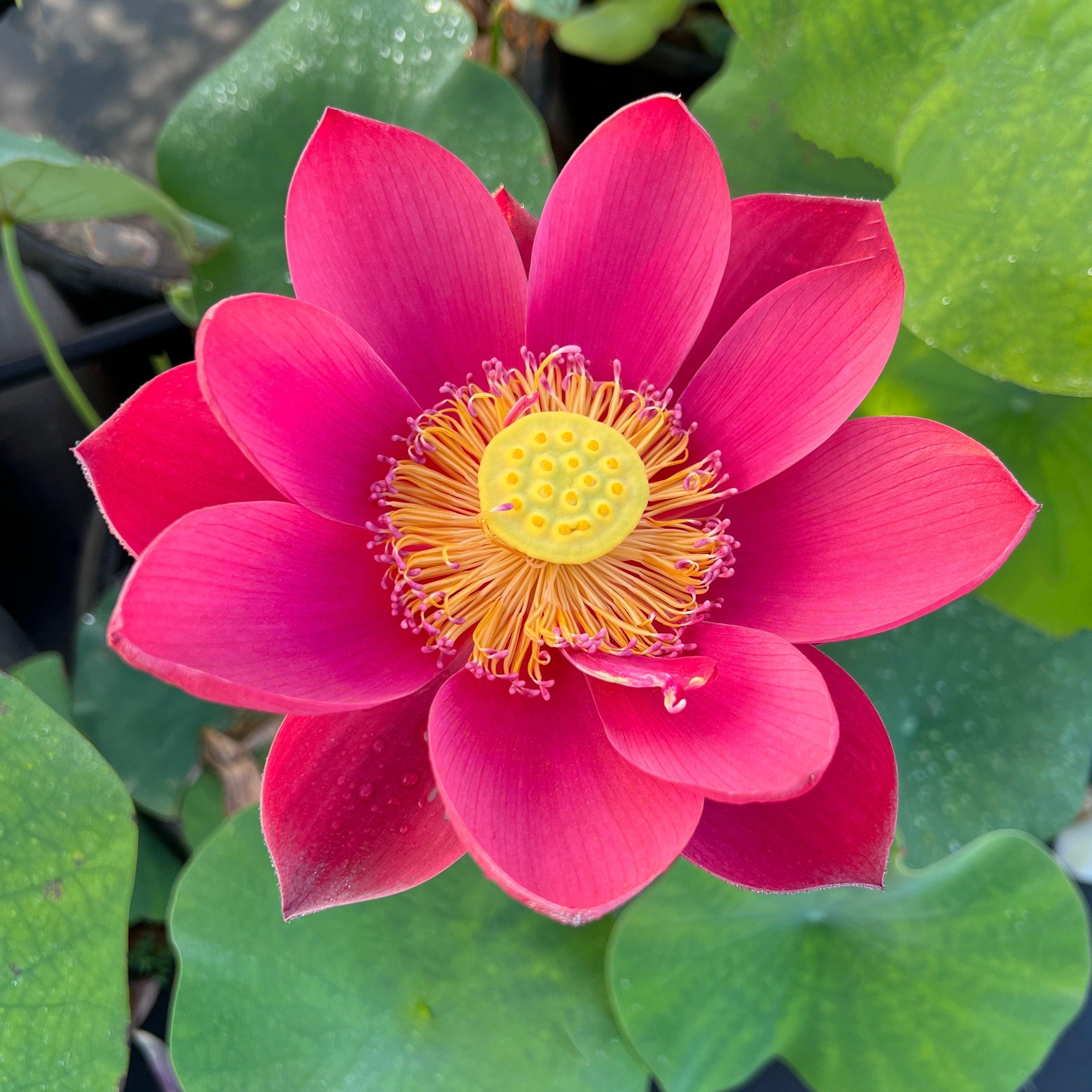 2024 Happy Lover Lotus (Bare Root) - Play It Koi