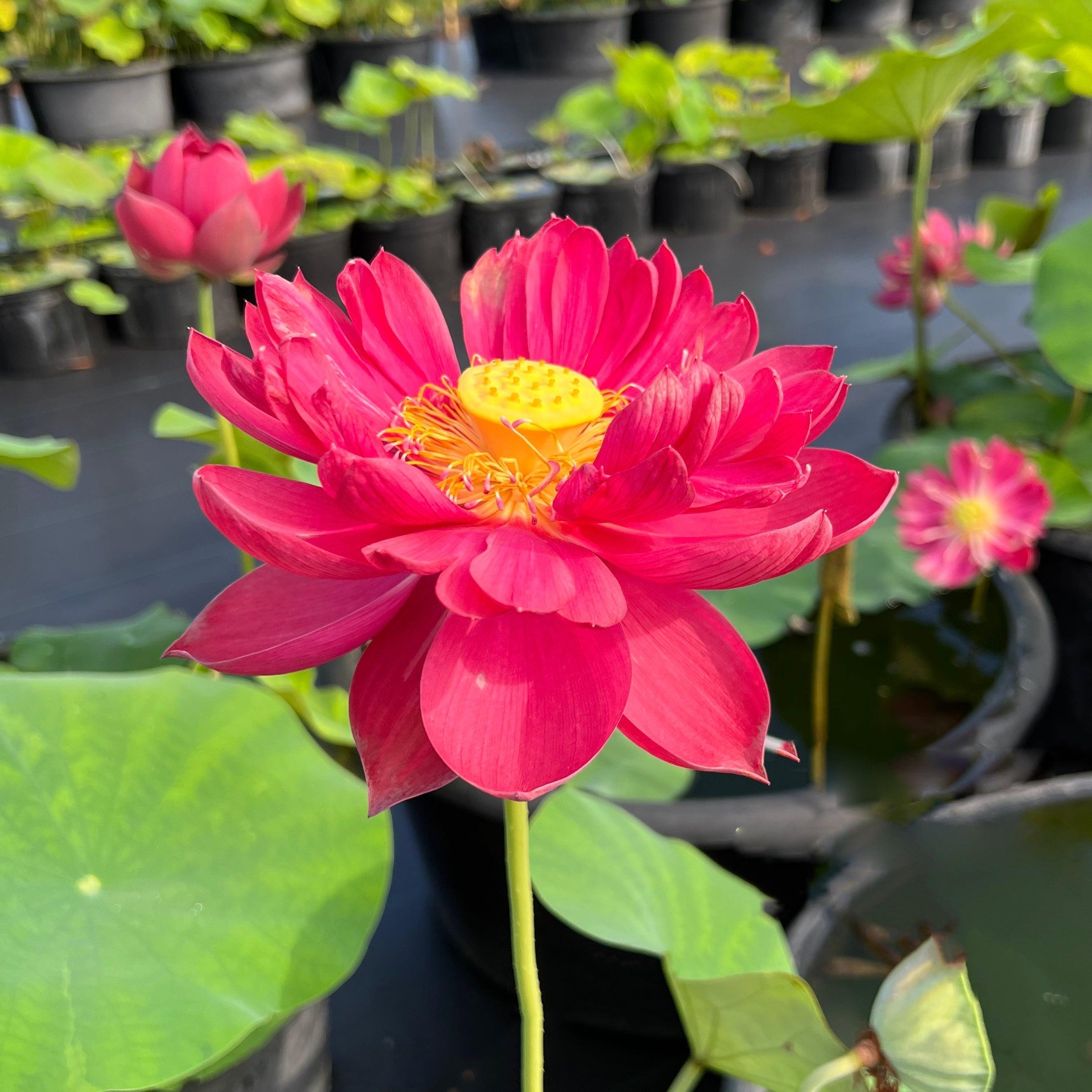 2024 Happy Lover Lotus (Bare Root) - Play It Koi