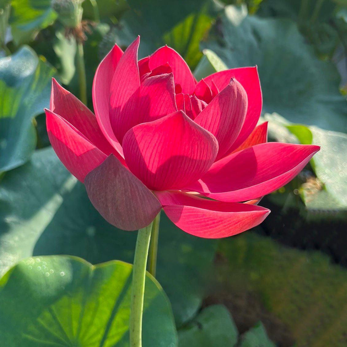 2024 Happy Lover Lotus (Bare Root) - Play It Koi