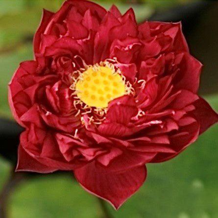 2024 Heart Blood 16 Lotus (Bare Root) - Play It Koi