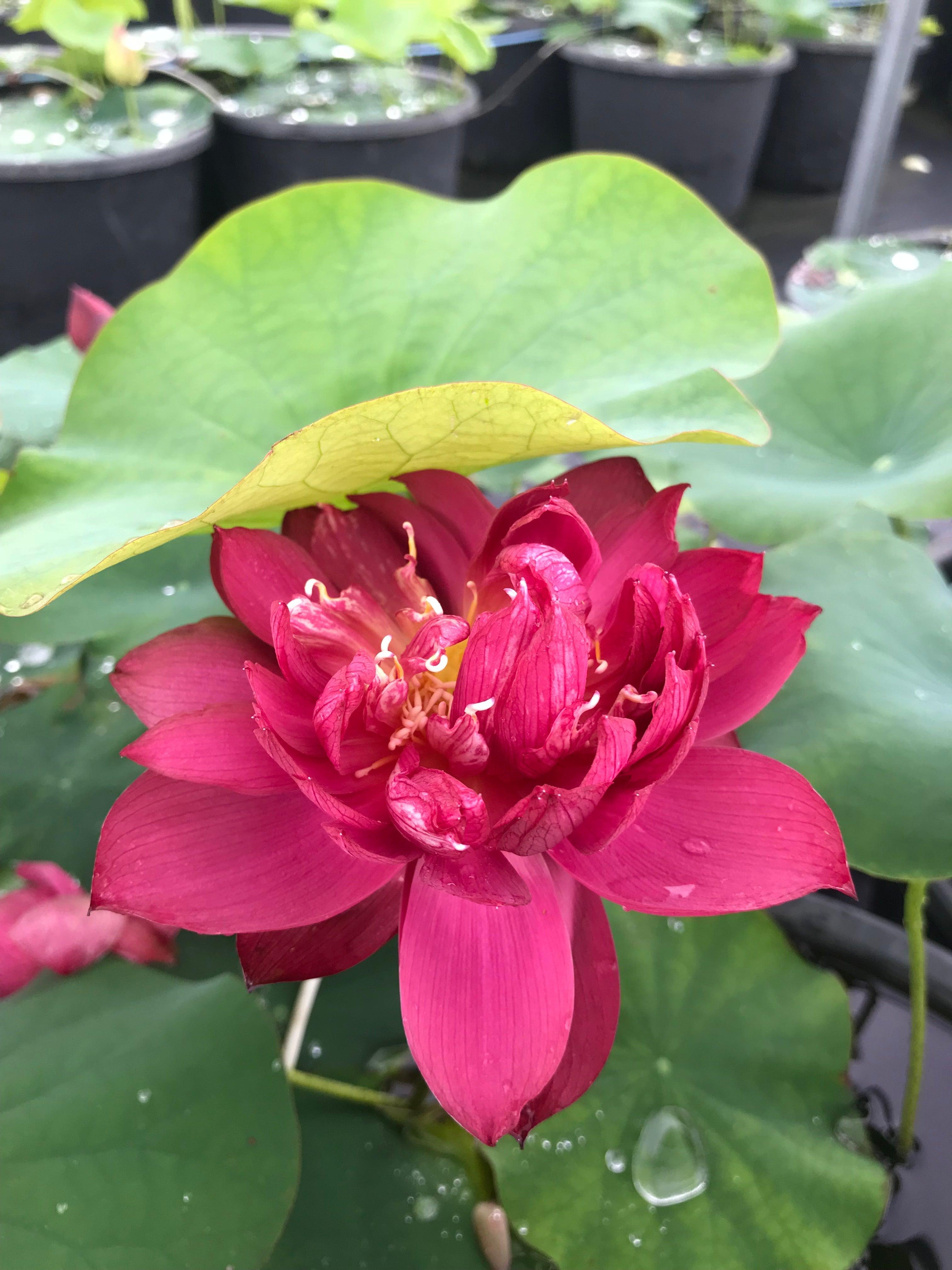 2024 Heart Blood 16 Lotus (Bare Root) - Play It Koi