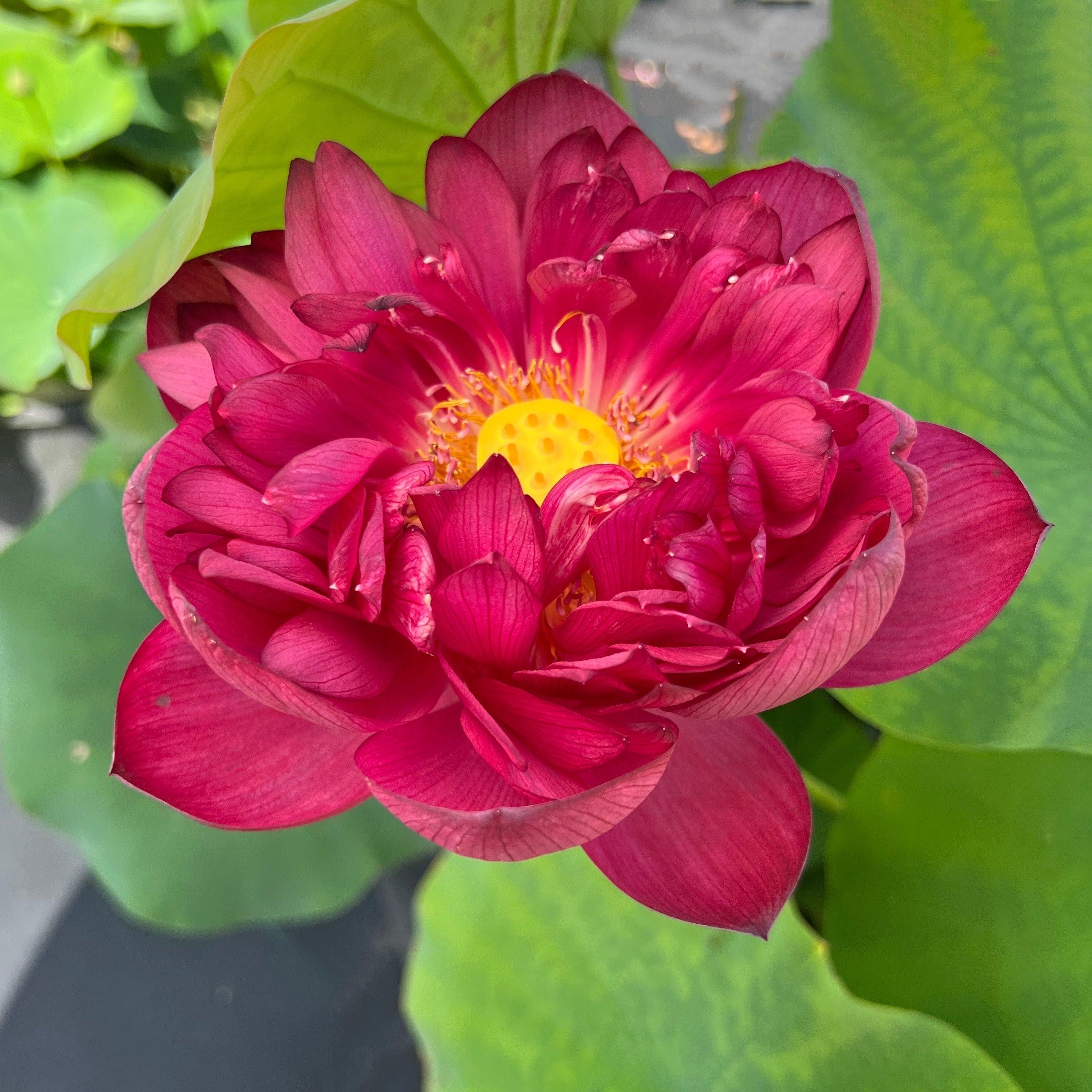 2024 Heart Blood 16 Lotus (Bare Root) - Play It Koi