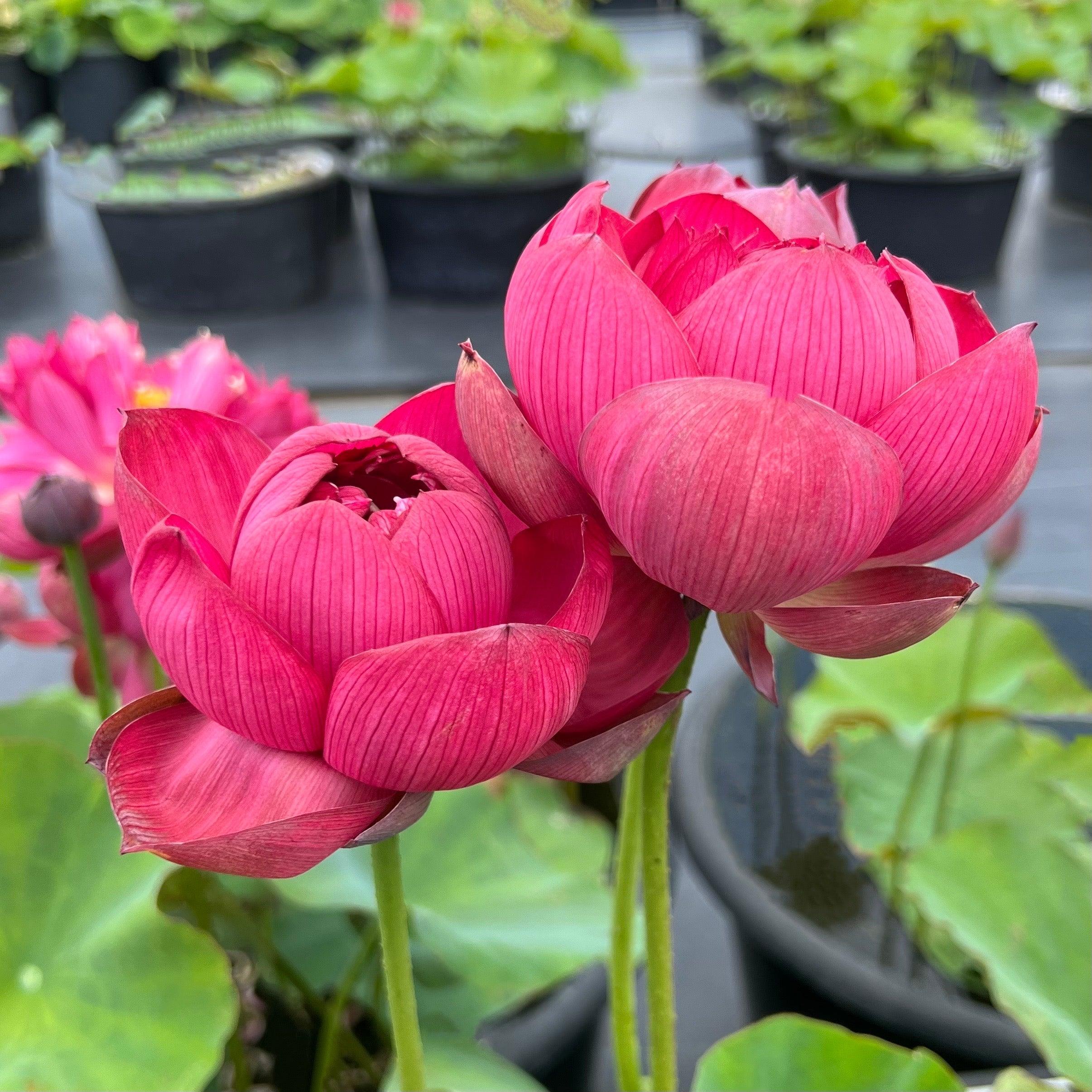 2024 Impressions of West Lake Lotus (Bare Root) - Play It Koi