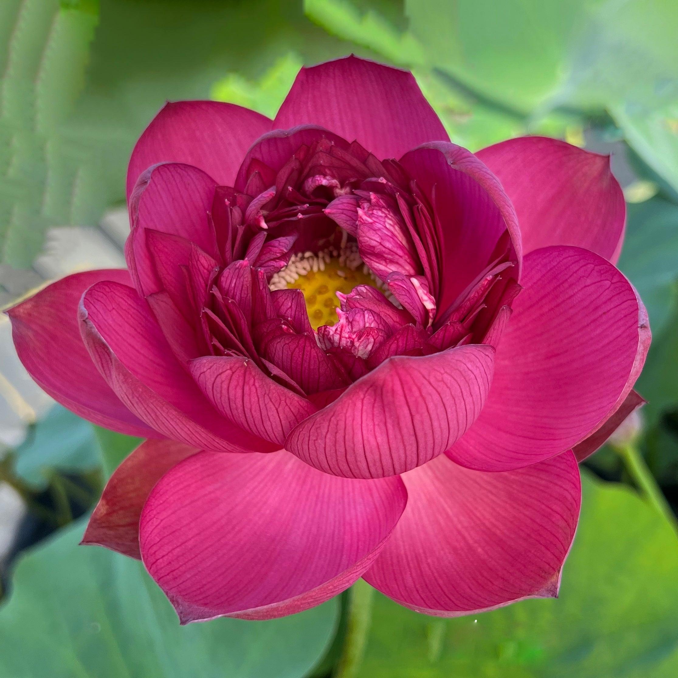 2024 Impressions of West Lake Lotus (Bare Root) - Play It Koi