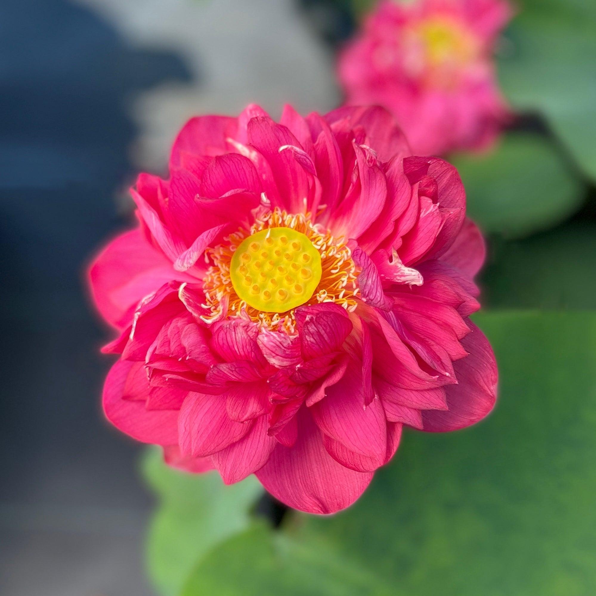 2024 Impressions of West Lake Lotus (Bare Root) - Play It Koi