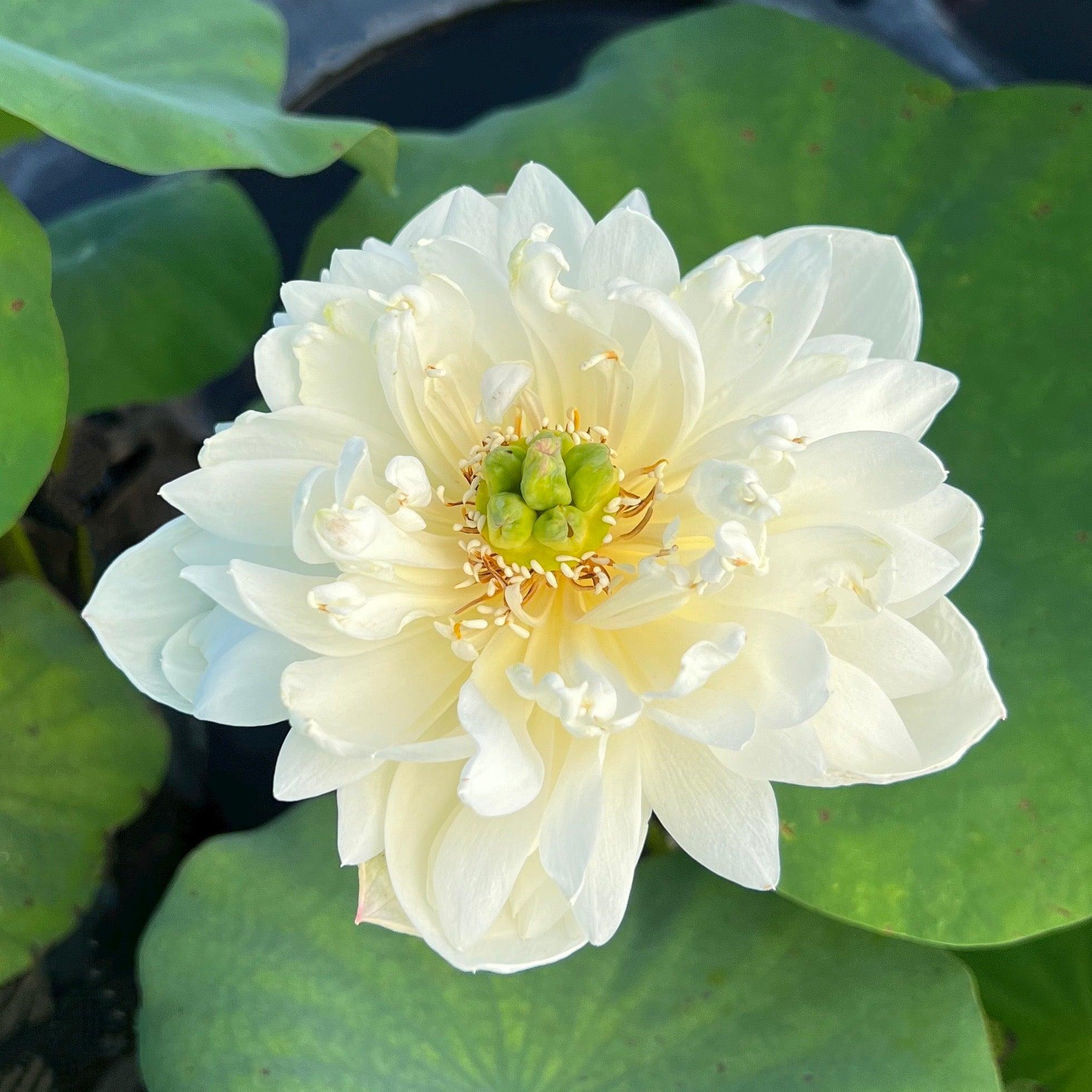 2024 Jade-like Snow Mini-Lotus (Bare Root) - Play It Koi