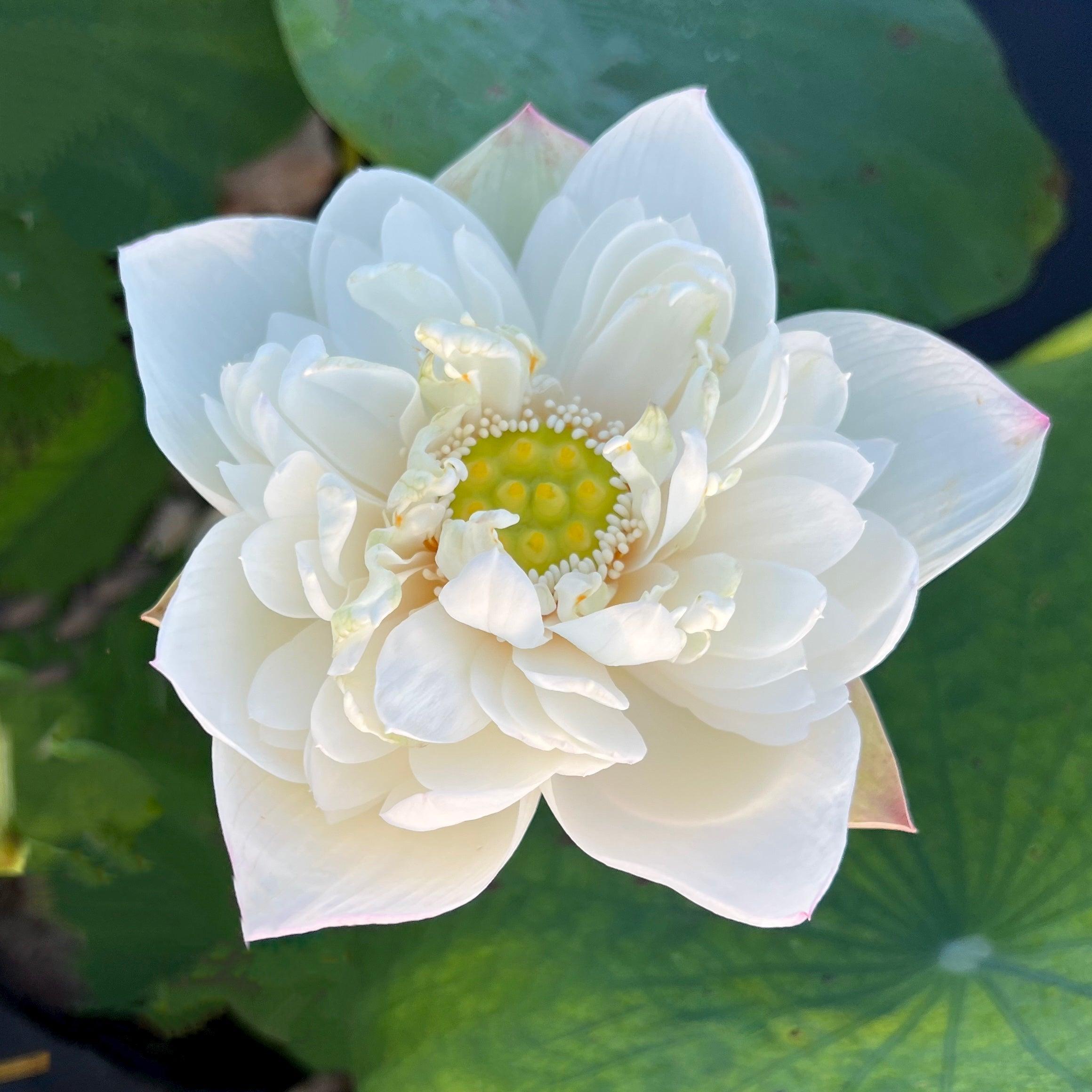 2024 Jade-like Snow Mini-Lotus (Bare Root) - Play It Koi