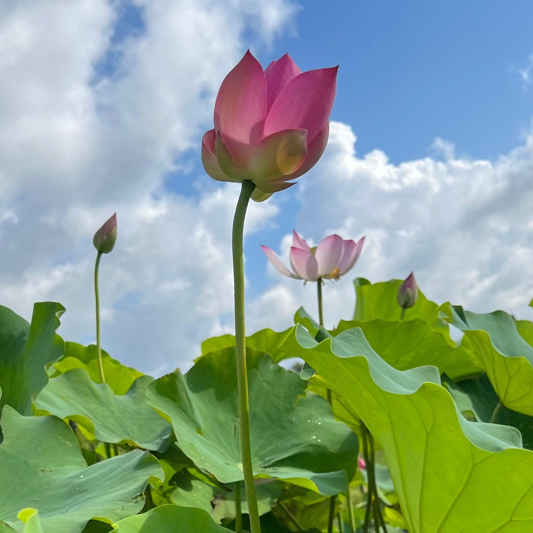 2024 Jizhou Tall Red Lotus (Bare Root) - Play It Koi