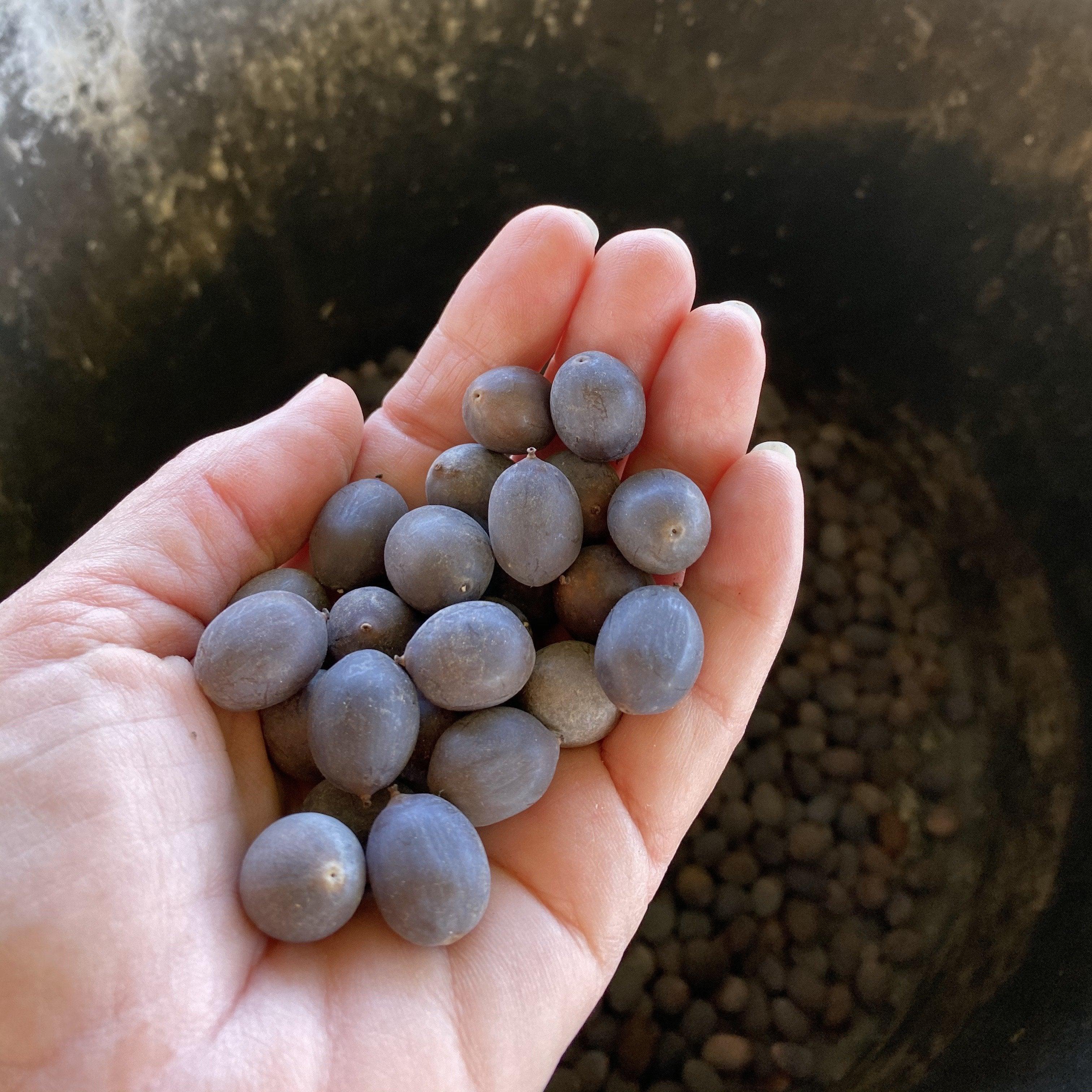 Lotus Seeds for Planting — Random Hybrid Mix