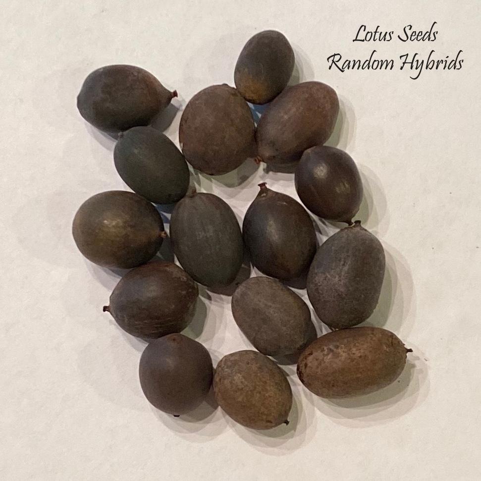 2024 Lotus Seeds (Random Hybrids) - Play It Koi