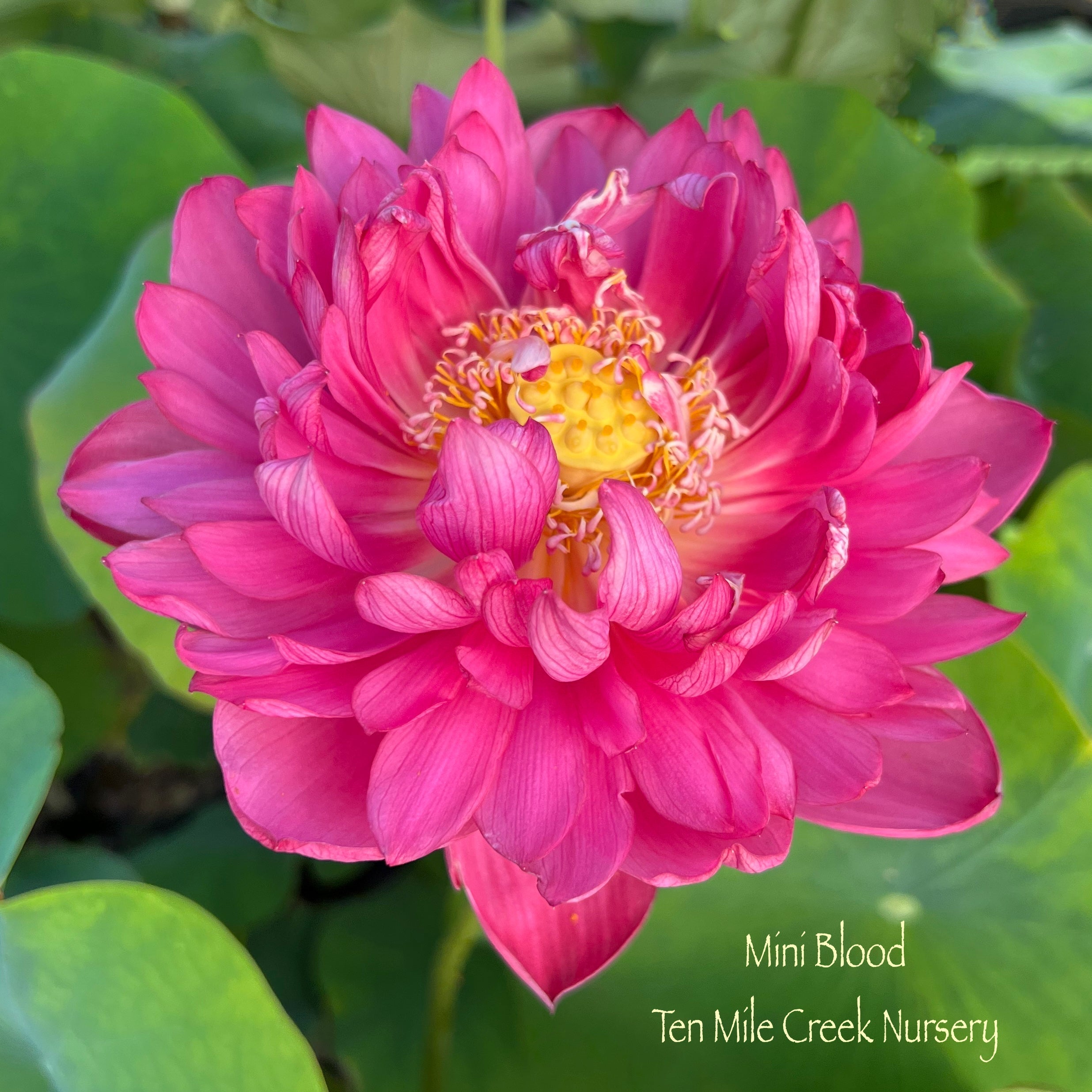 Mini Blood Lotus (Bare Root)