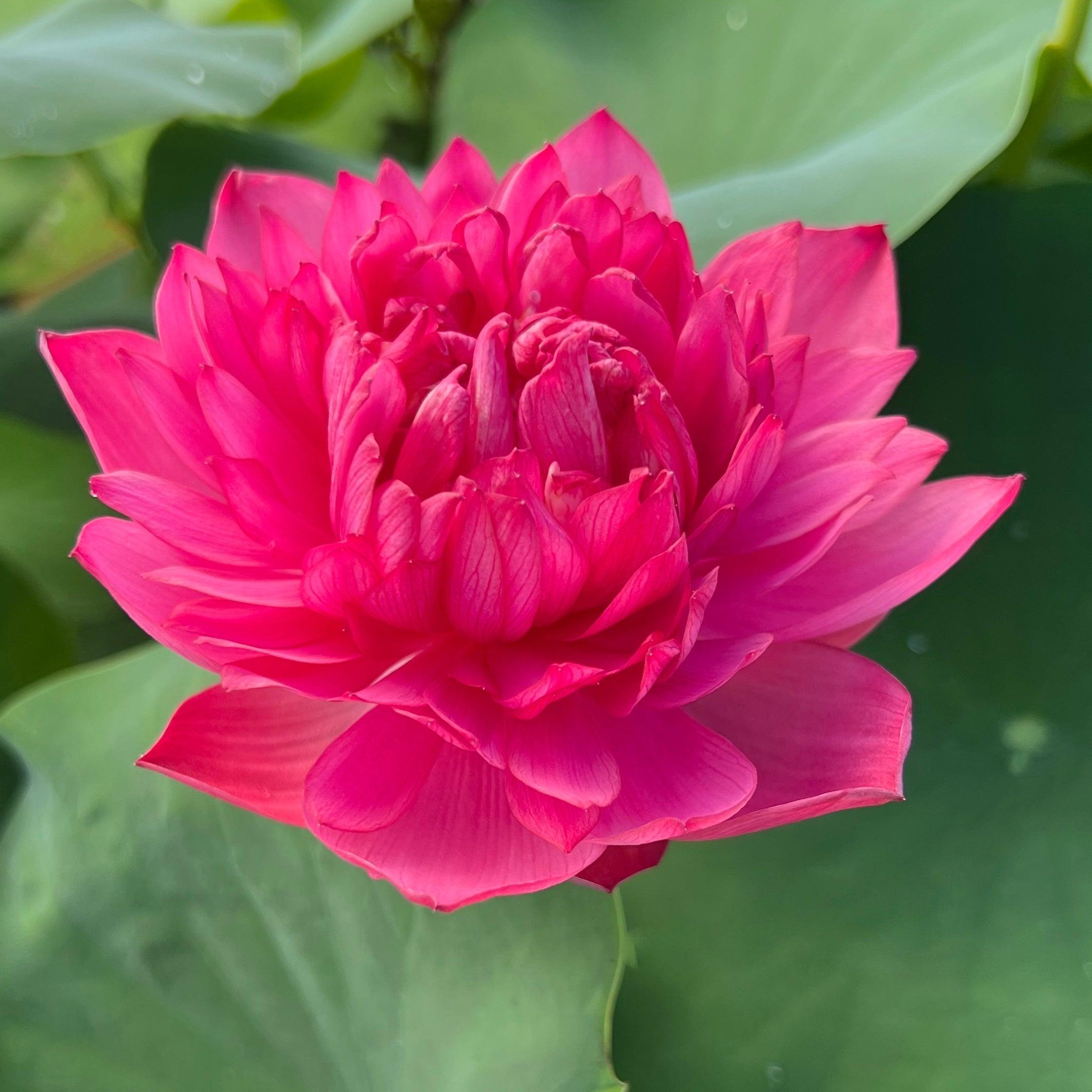 2024 Mini Blood - Teeny Tiny Lotus (Bare Root) - Play It Koi