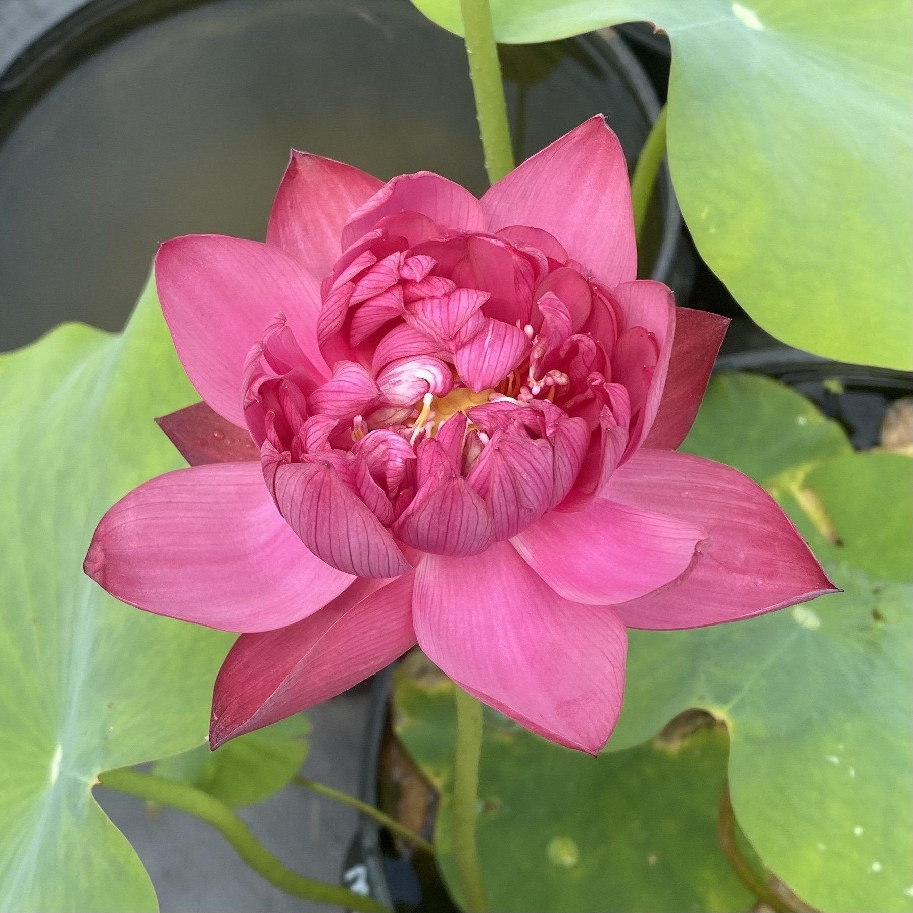 2024 Mini Blood - Teeny Tiny Lotus (Bare Root) - Play It Koi