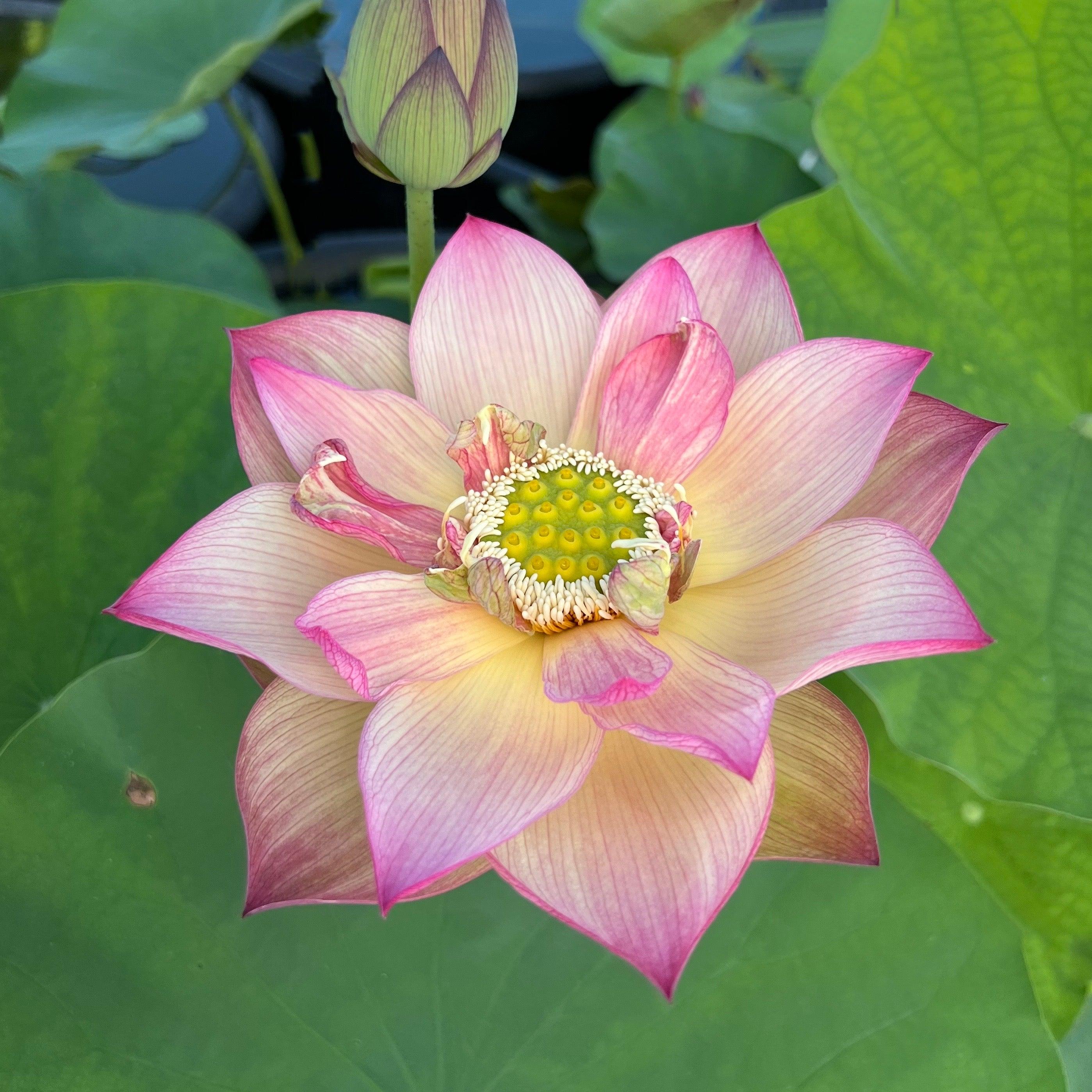 2024 Monet Painting Lotus (Bare Root) - Play It Koi