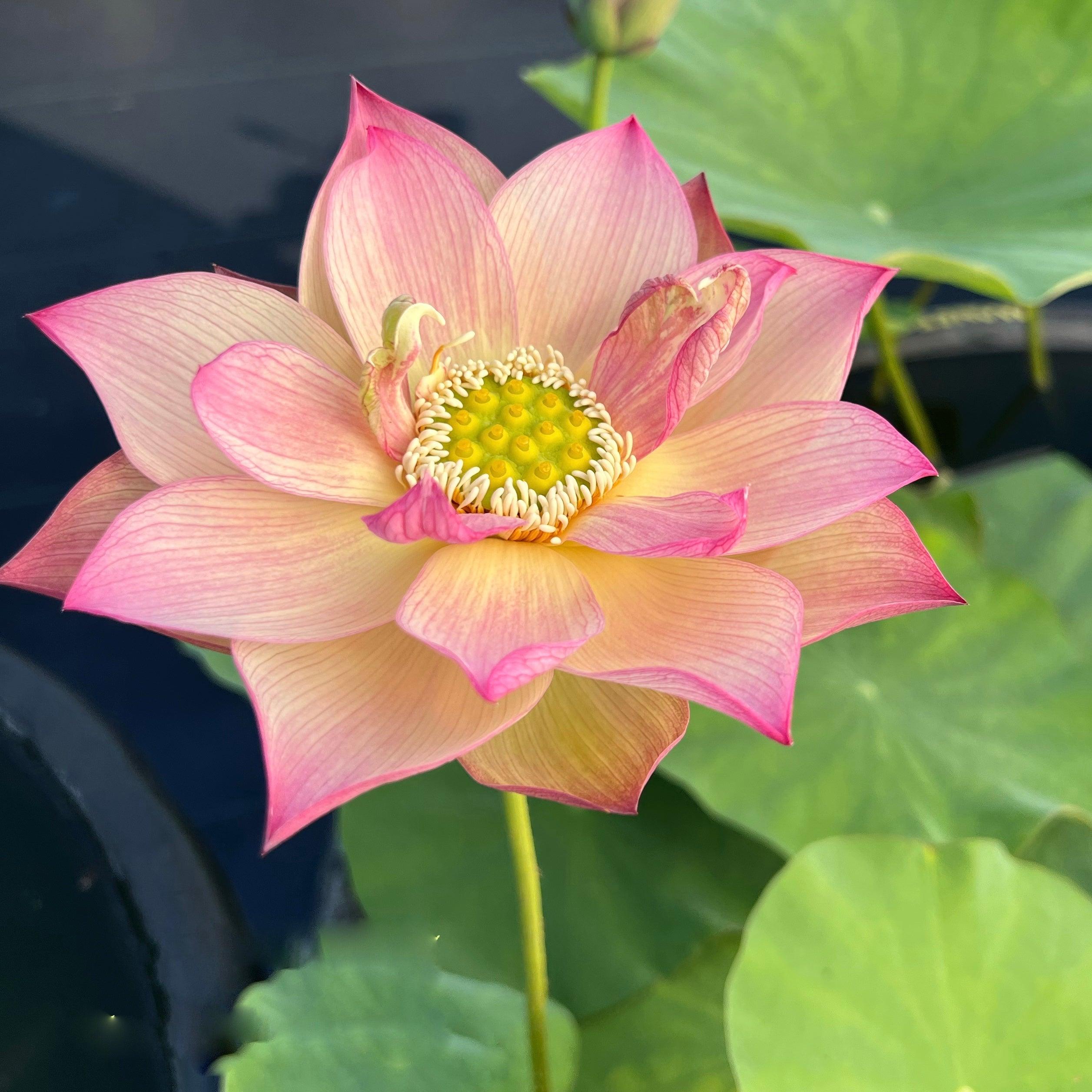 2024 Monet Painting Lotus (Bare Root) - Play It Koi