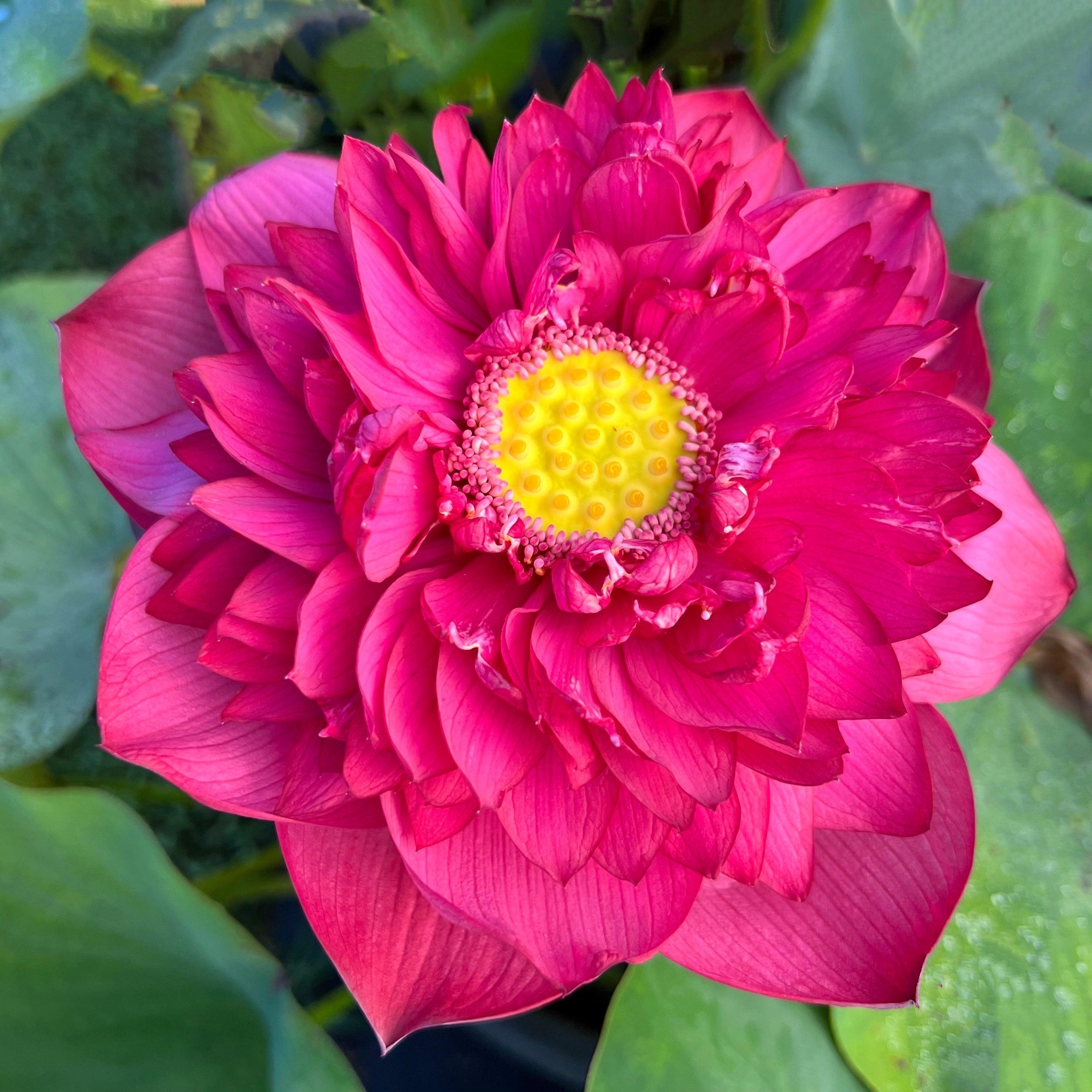 2024 New Lanceolate Red - Red Stamen Lotus (Bare Root) - Play It Koi