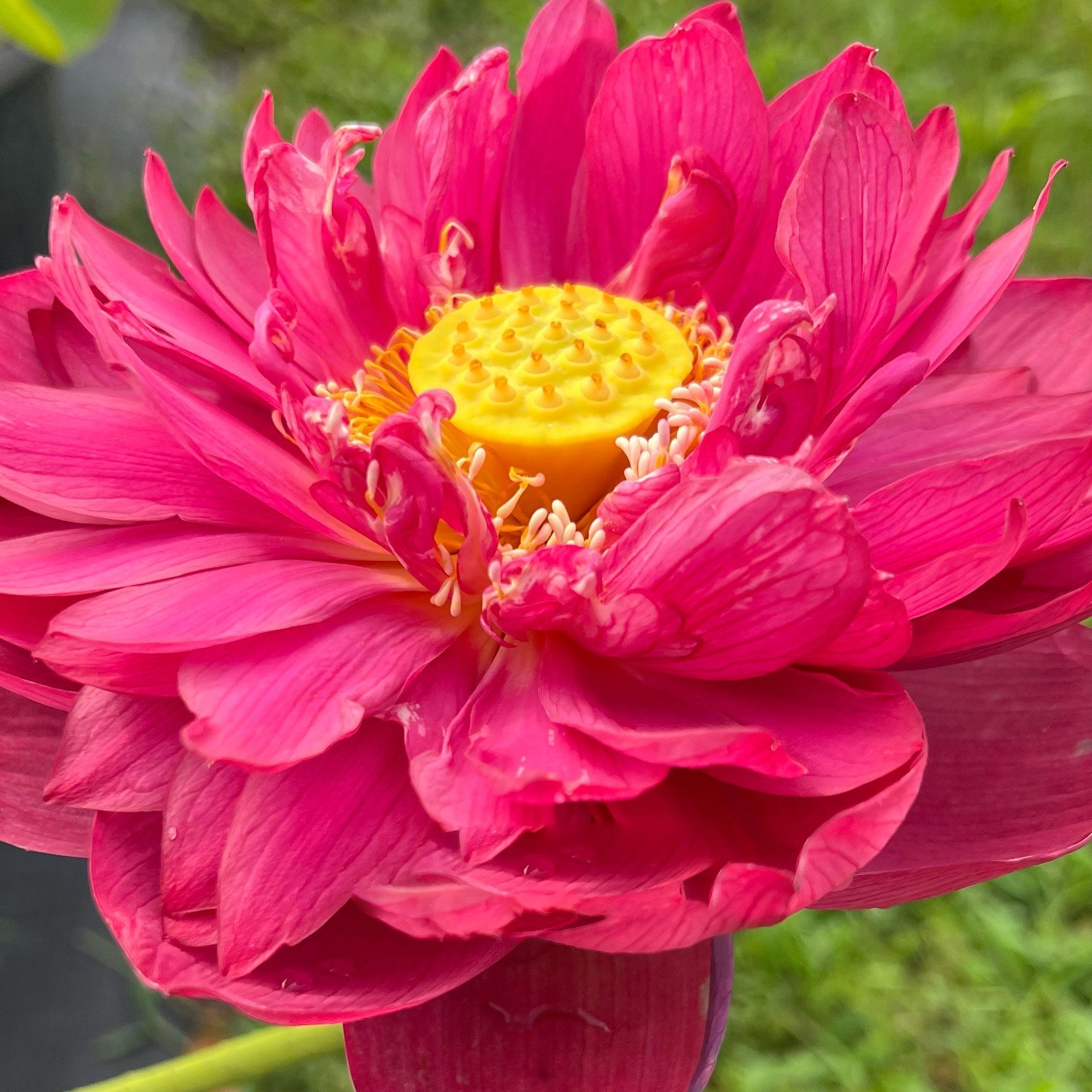 2024 New Lanceolate Red - Red Stamen Lotus (Bare Root) - Play It Koi