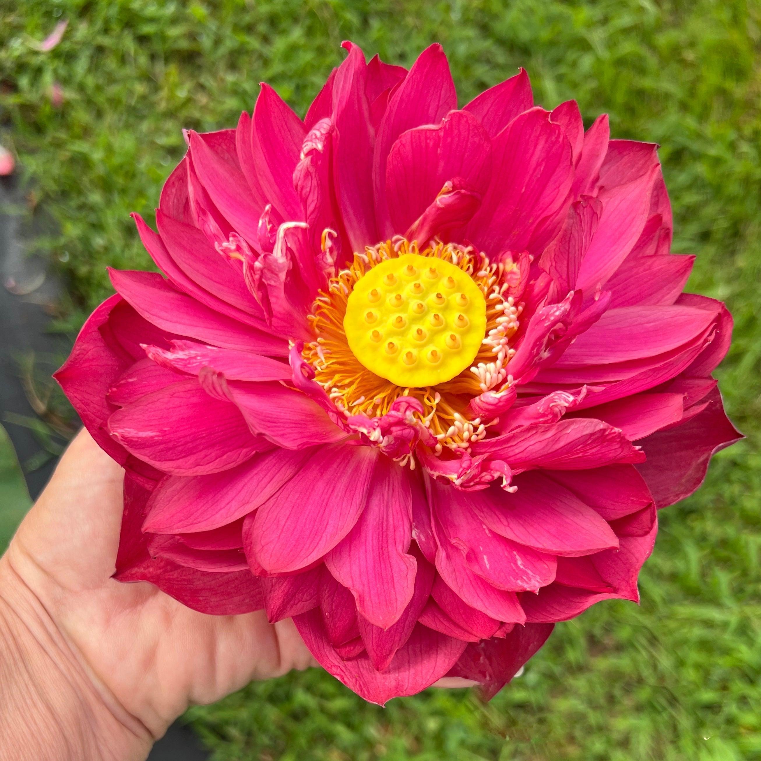 2024 New Lanceolate Red - Red Stamen Lotus (Bare Root) - Play It Koi