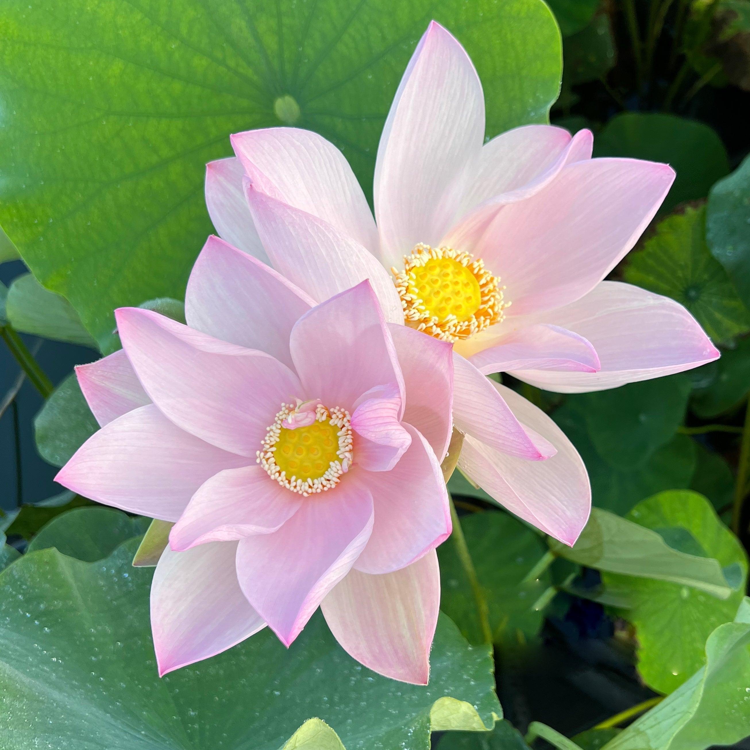 2024 Phantom of Yaochi Lotus (Bare Root) - Play It Koi