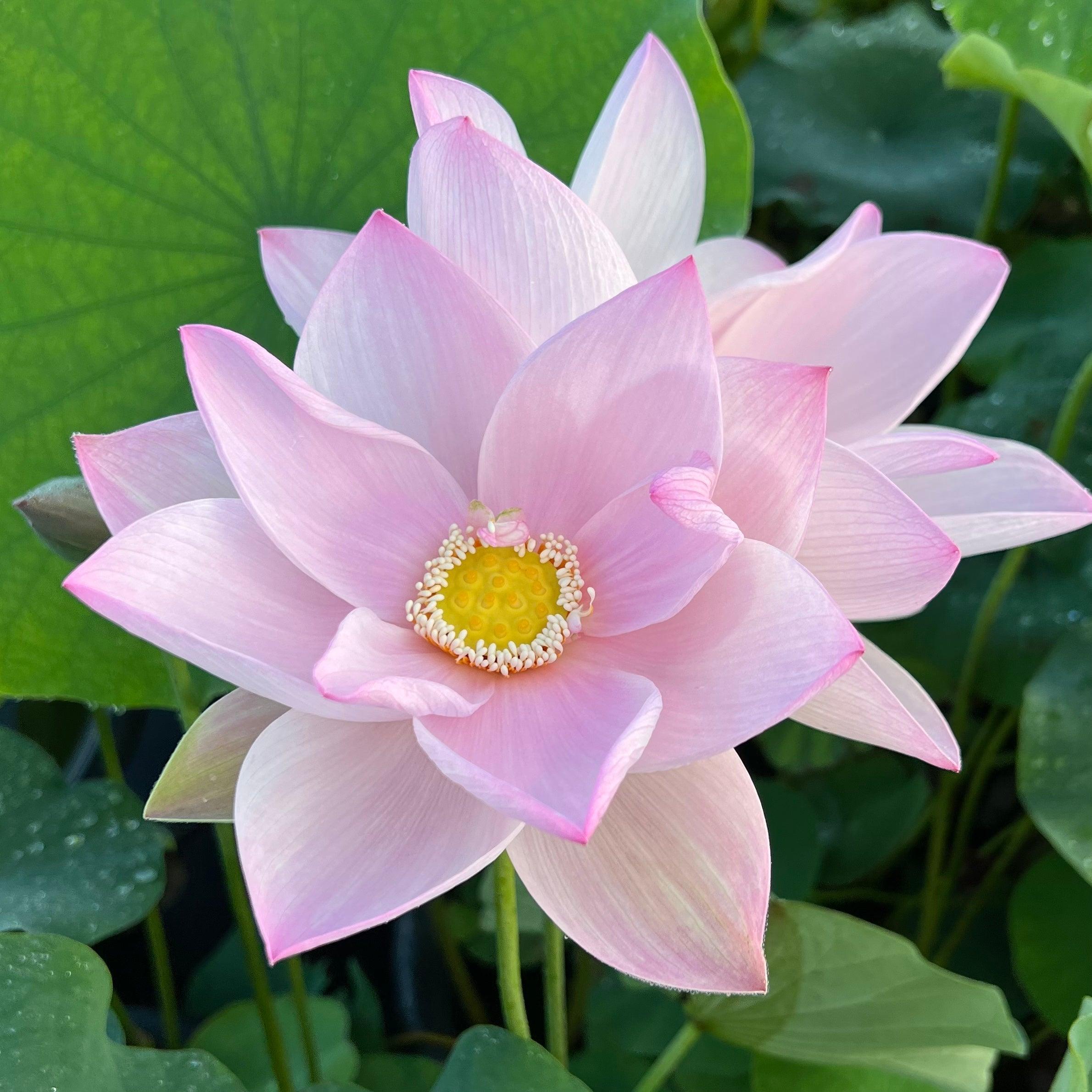 2024 Phantom of Yaochi Lotus (Bare Root) - Play It Koi