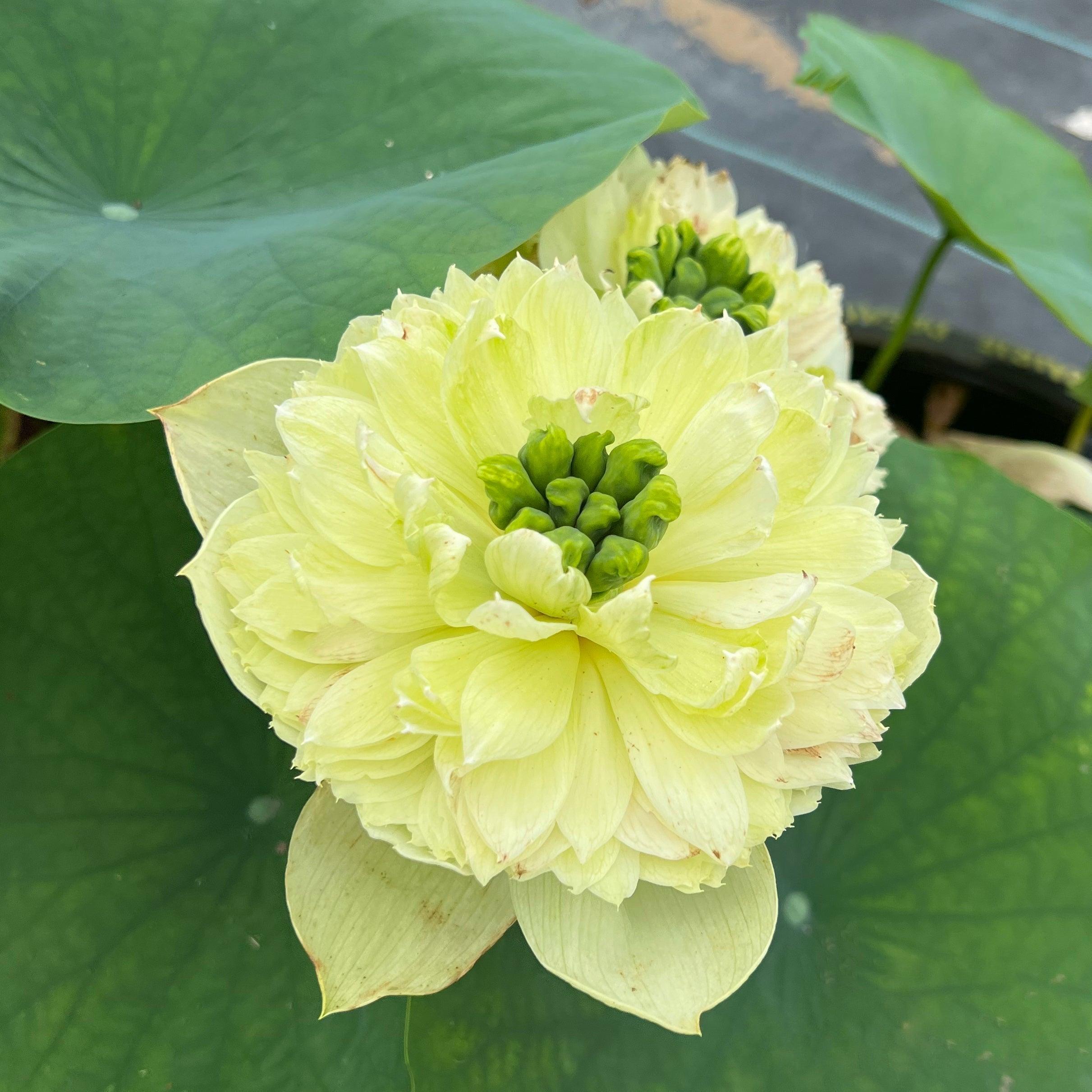 2024 Prairie Dream - Massive Flowering Lotus (Bare Root) - Play It Koi