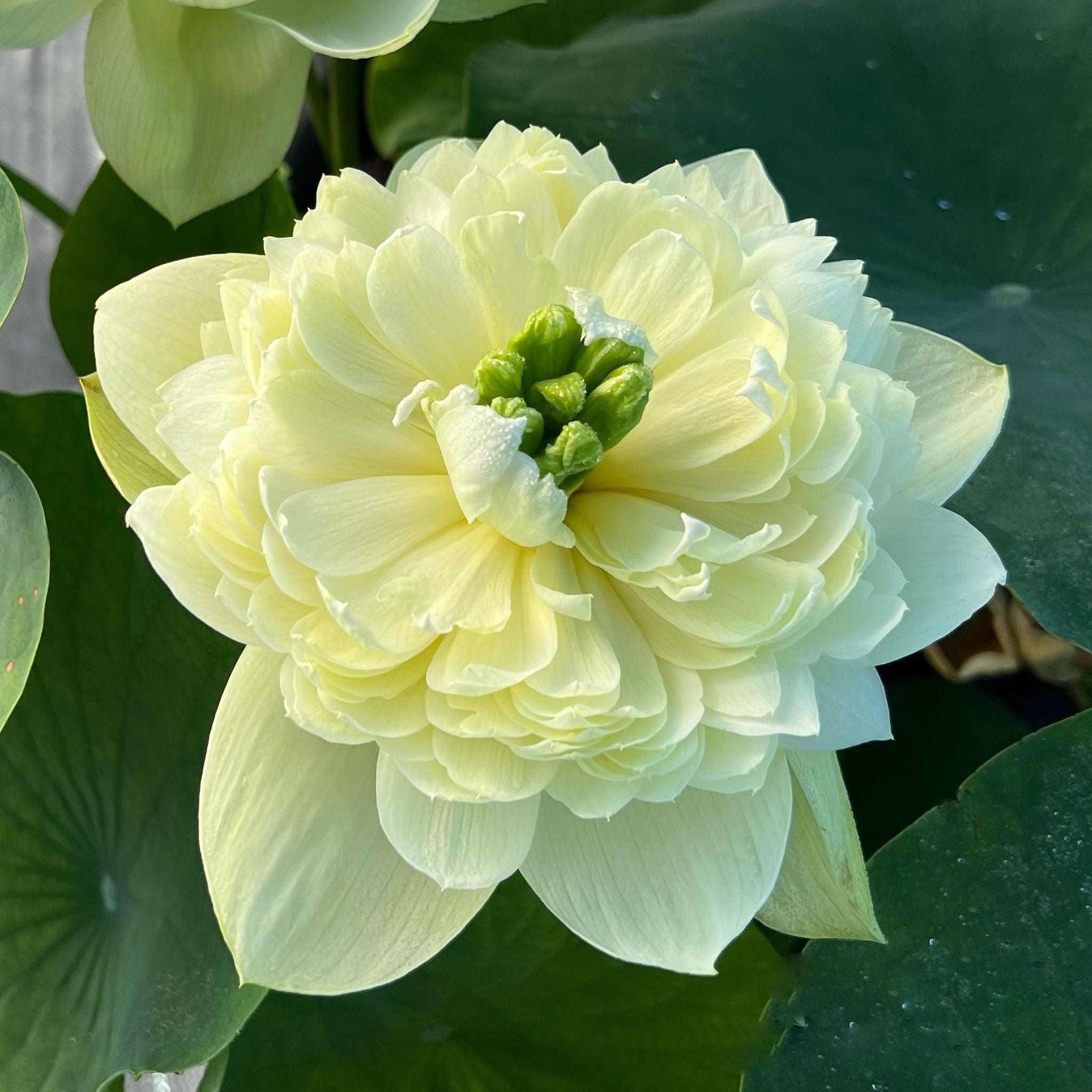 2024 Prairie Dream - Massive Flowering Lotus (Bare Root) - Play It Koi