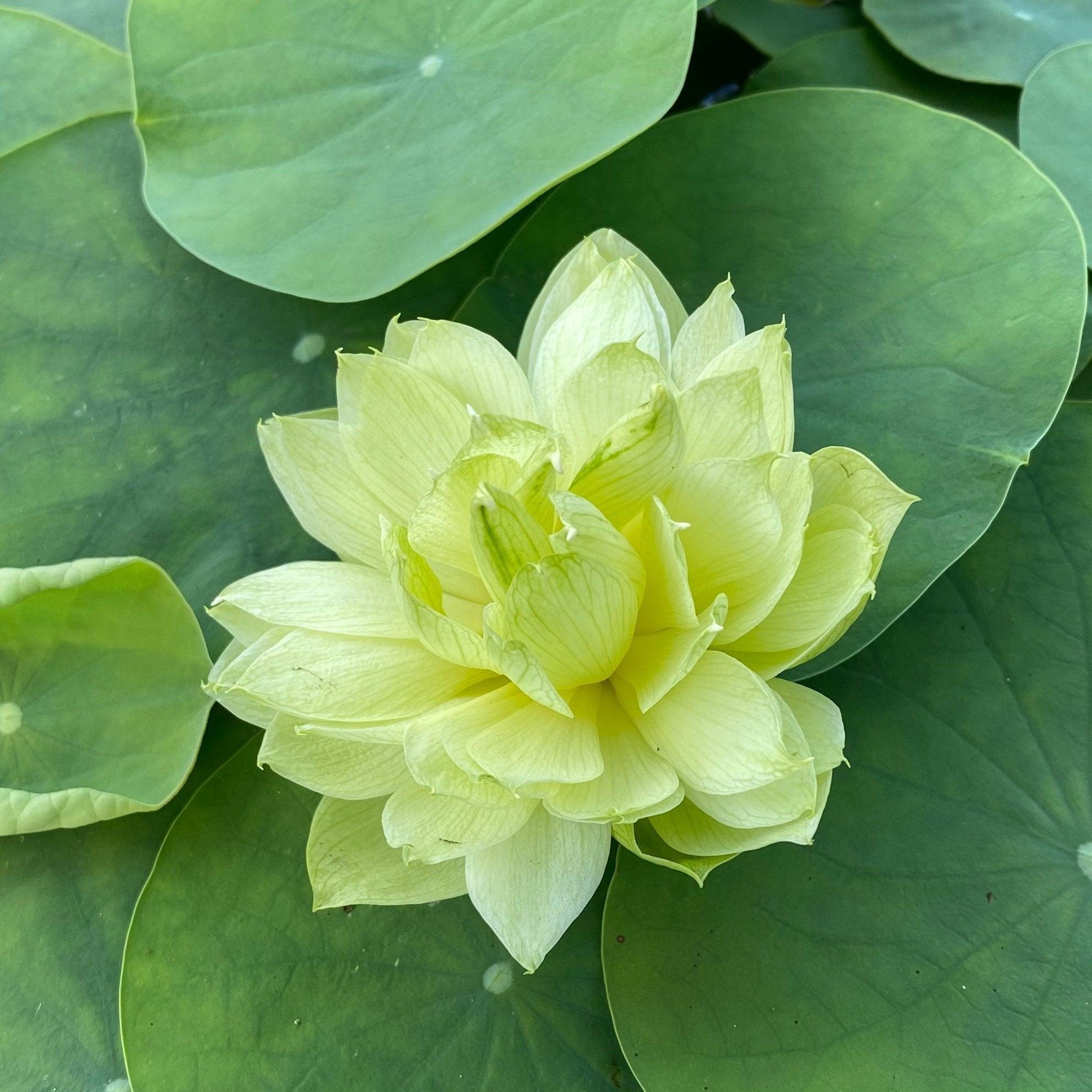 2024 Prairie Star - Miniature - Green Lotus (Bare Root) - Play It Koi