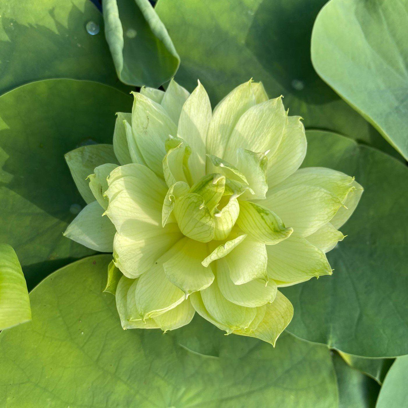 2024 Prairie Star - Miniature - Green Lotus (Bare Root) - Play It Koi