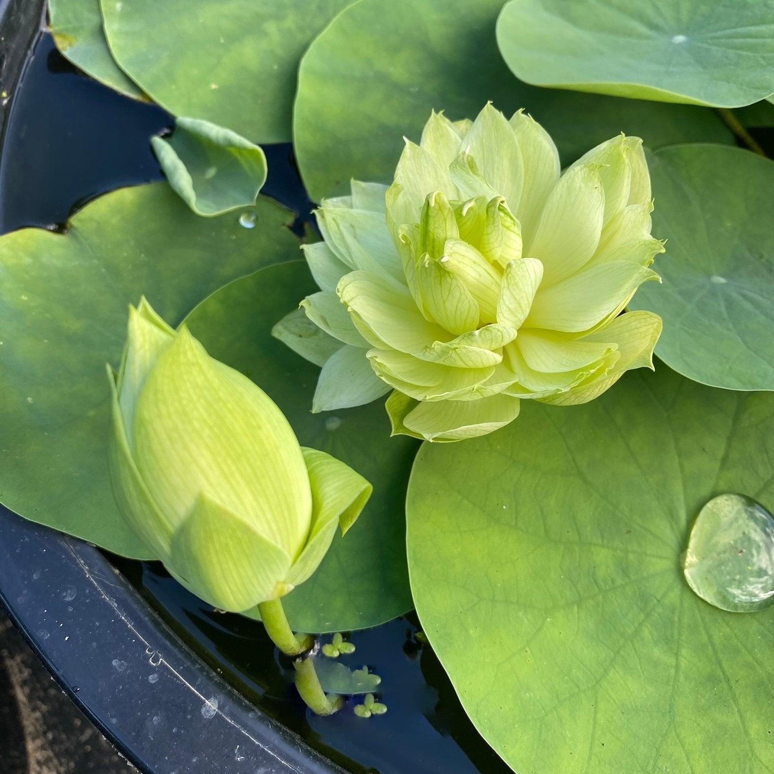 2024 Prairie Star - Miniature - Green Lotus (Bare Root) - Play It Koi
