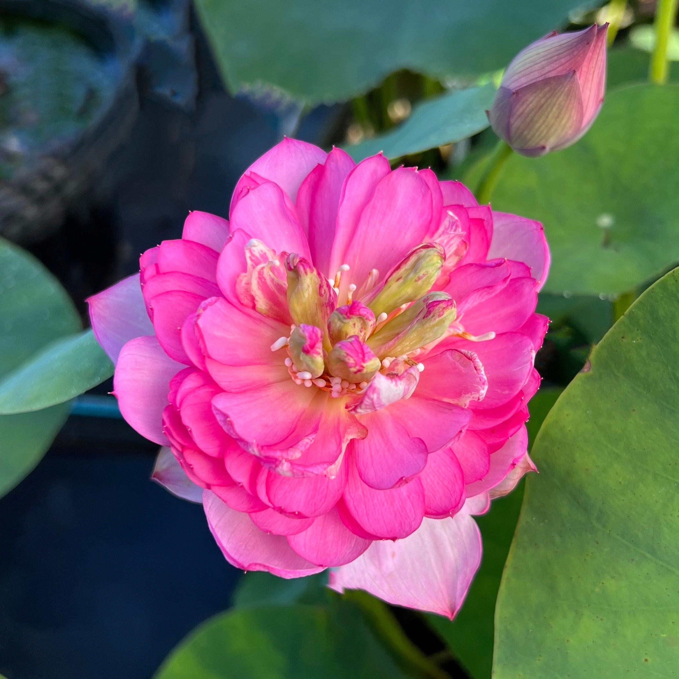 2024 Rainbow - A Tiny Promise Lotus (Bare Root) - Play It Koi
