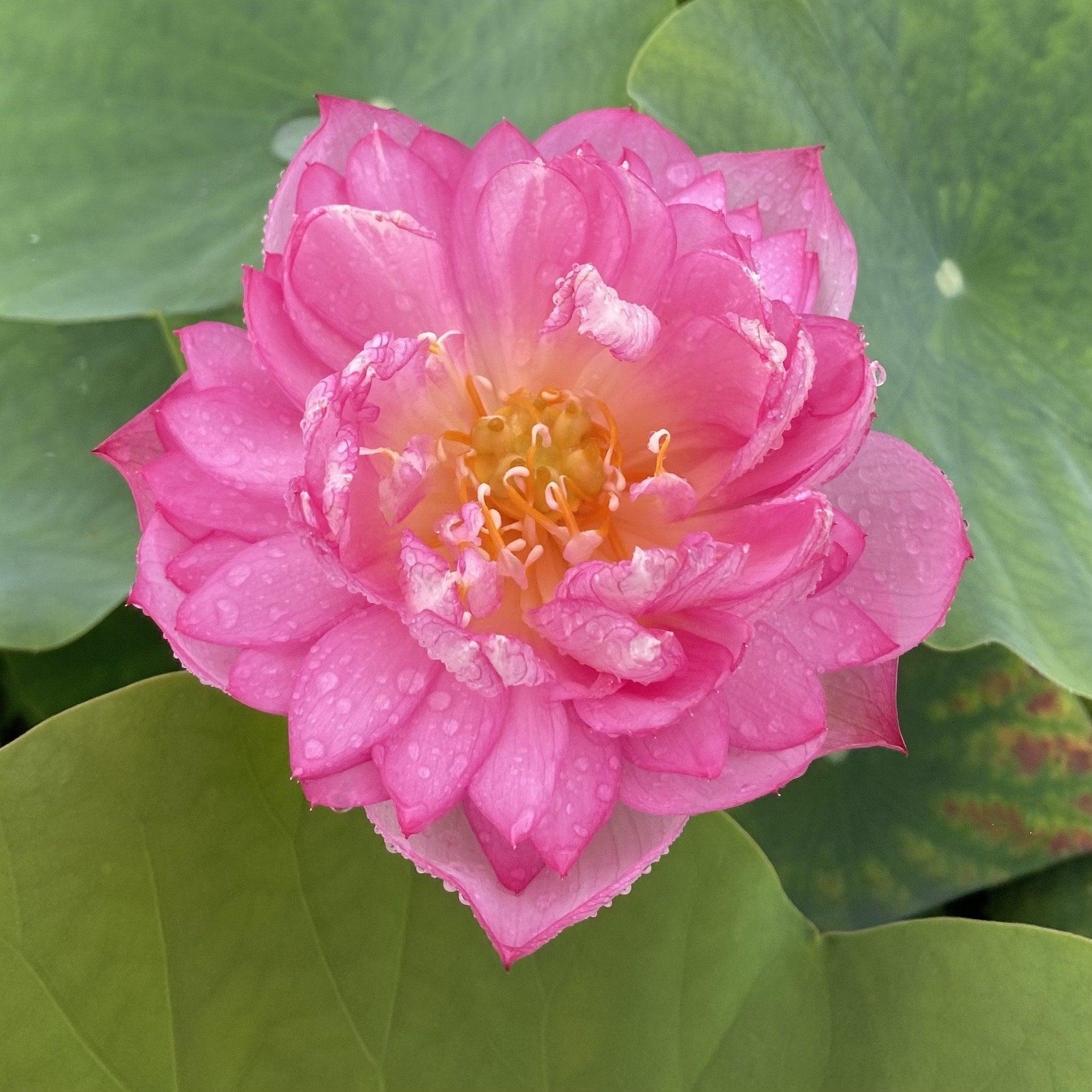 2024 Rainbow - A Tiny Promise Lotus (Bare Root) - Play It Koi