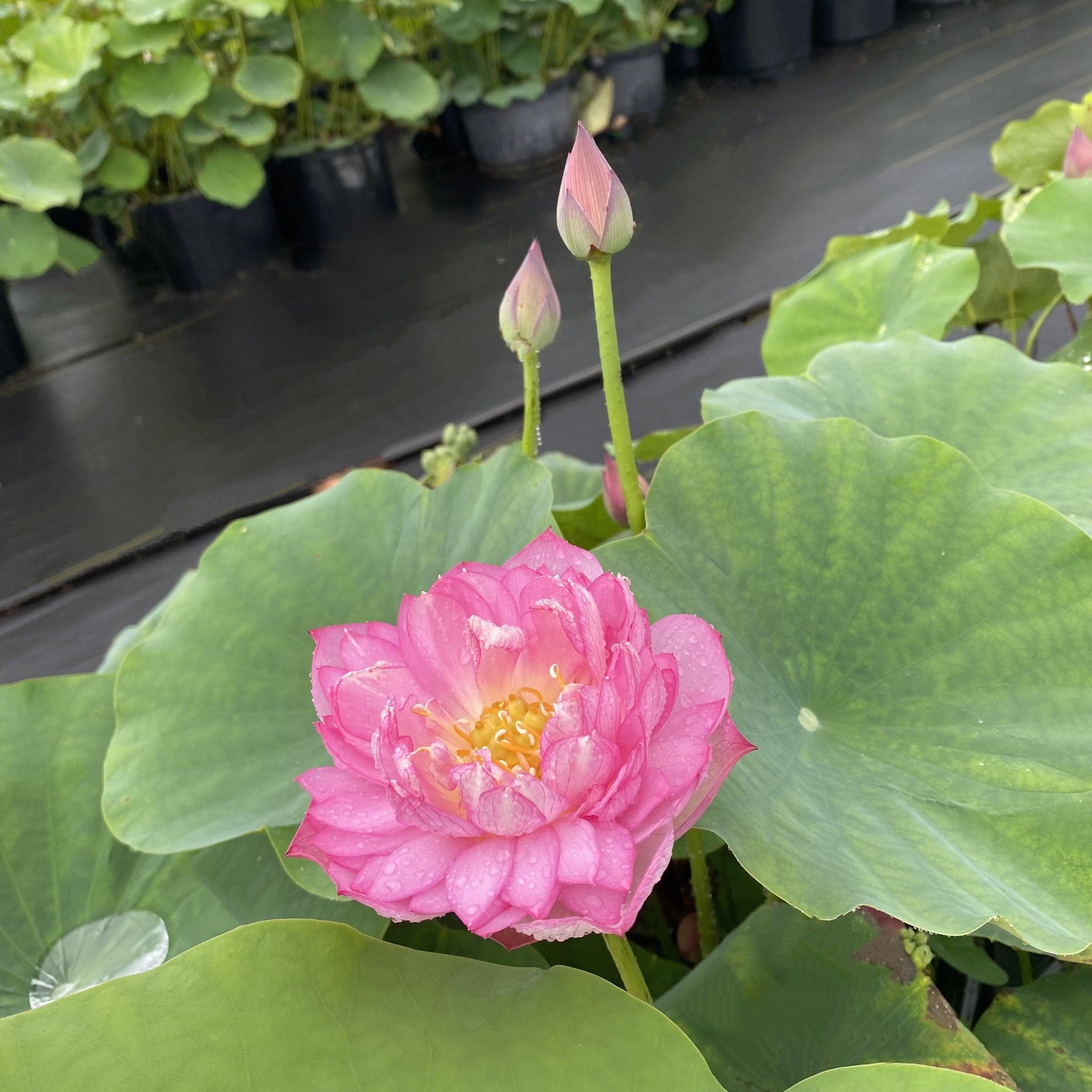 2024 Rainbow - A Tiny Promise Lotus (Bare Root) - Play It Koi