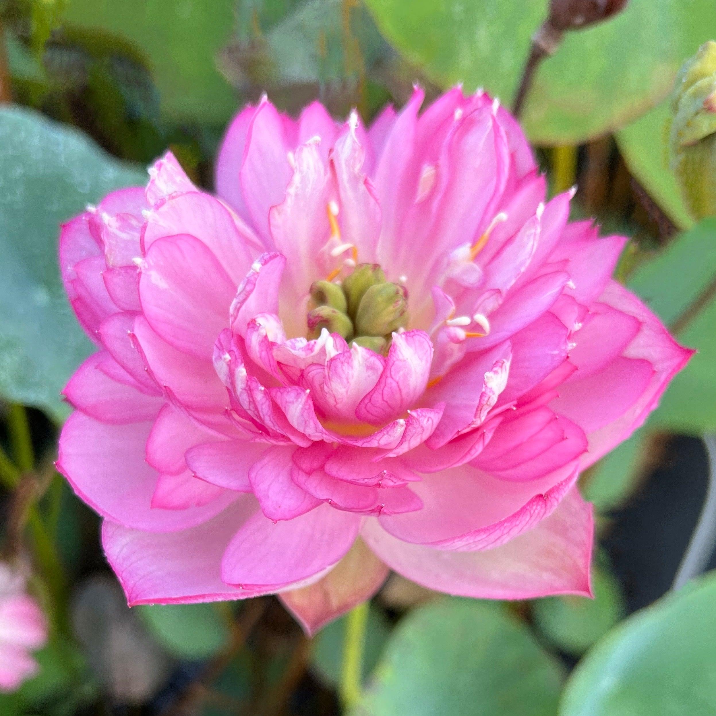 2024 Rainbow - A Tiny Promise Lotus (Bare Root) - Play It Koi