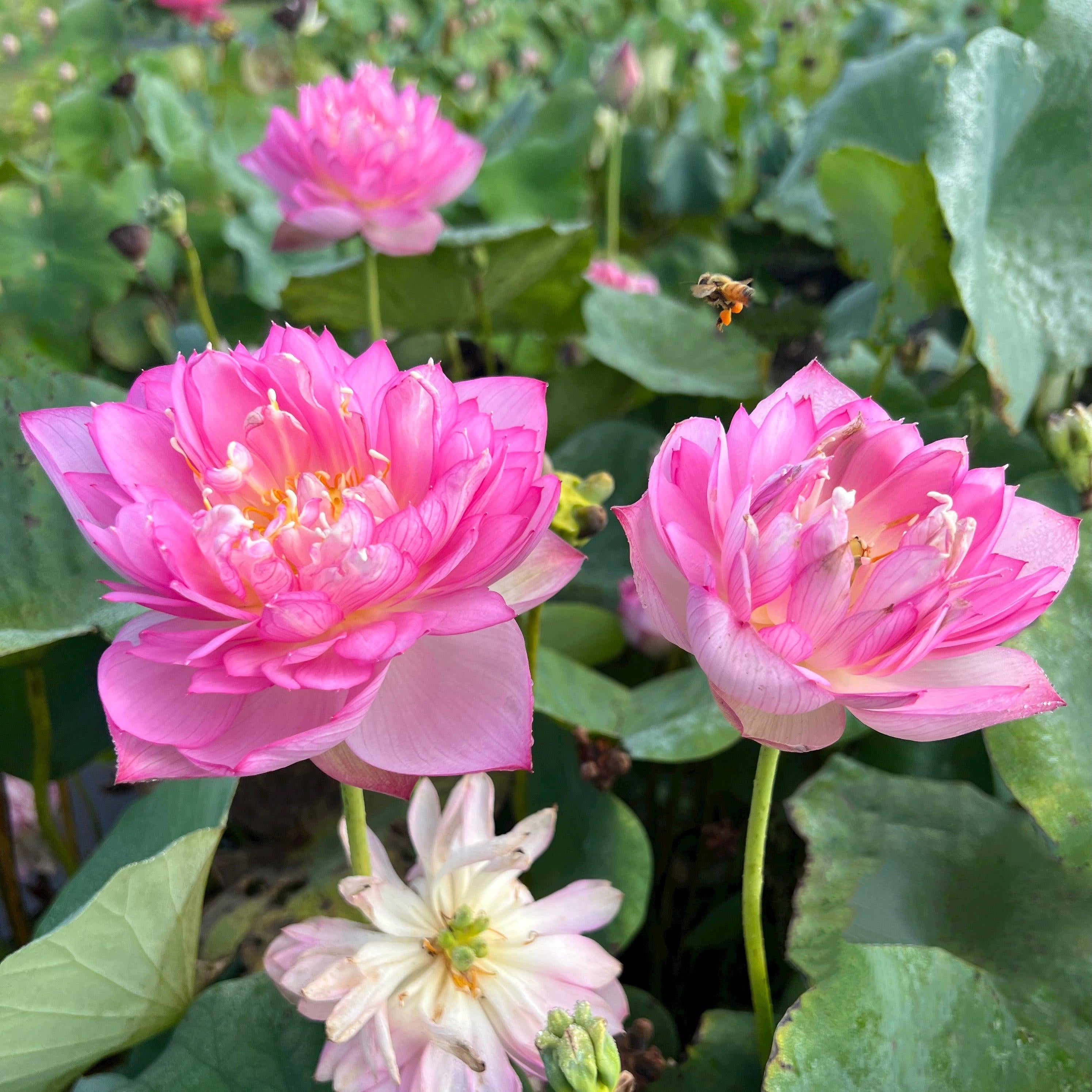 2024 Rainbow - A Tiny Promise Lotus (Bare Root) - Play It Koi