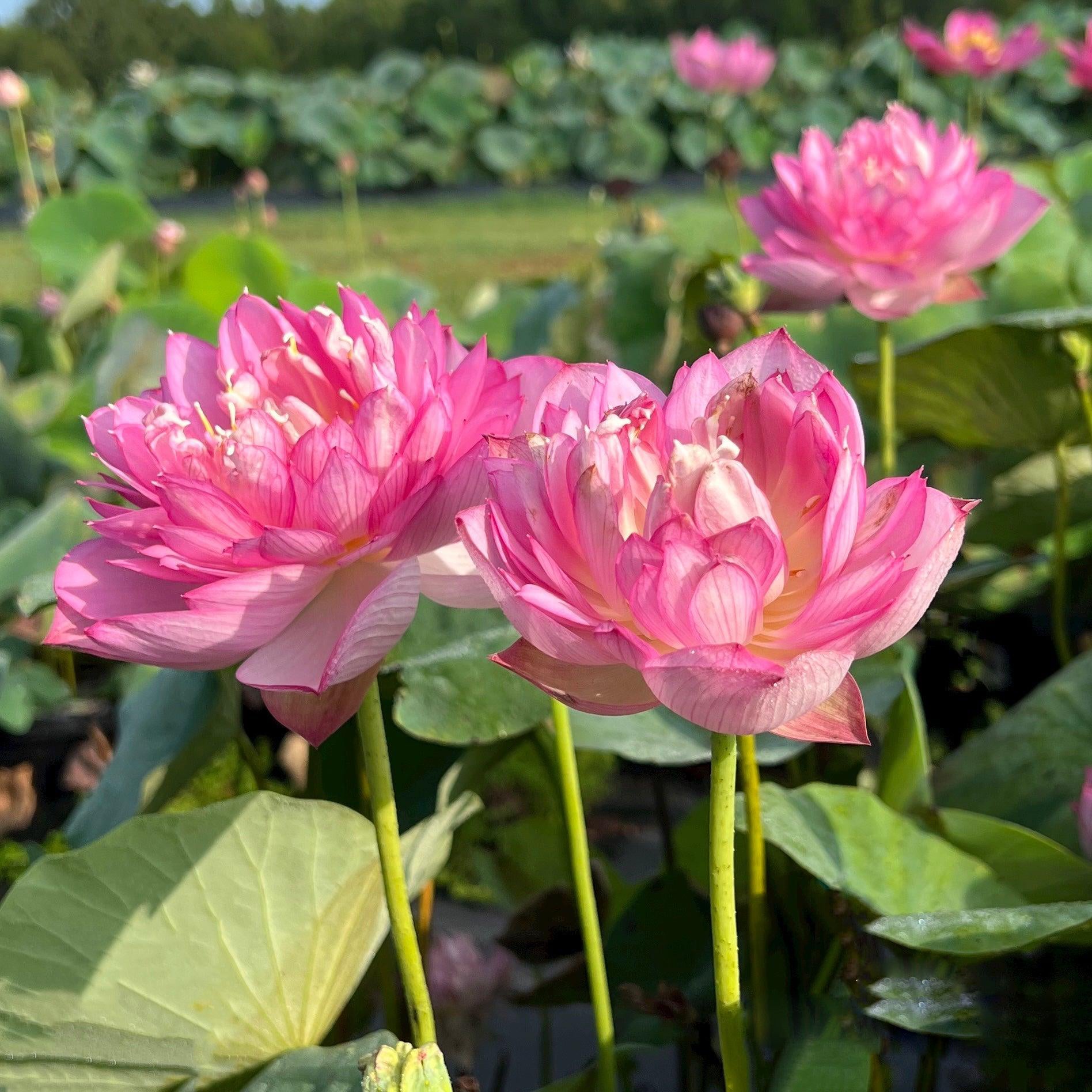 2024 Rainbow - A Tiny Promise Lotus (Bare Root) - Play It Koi