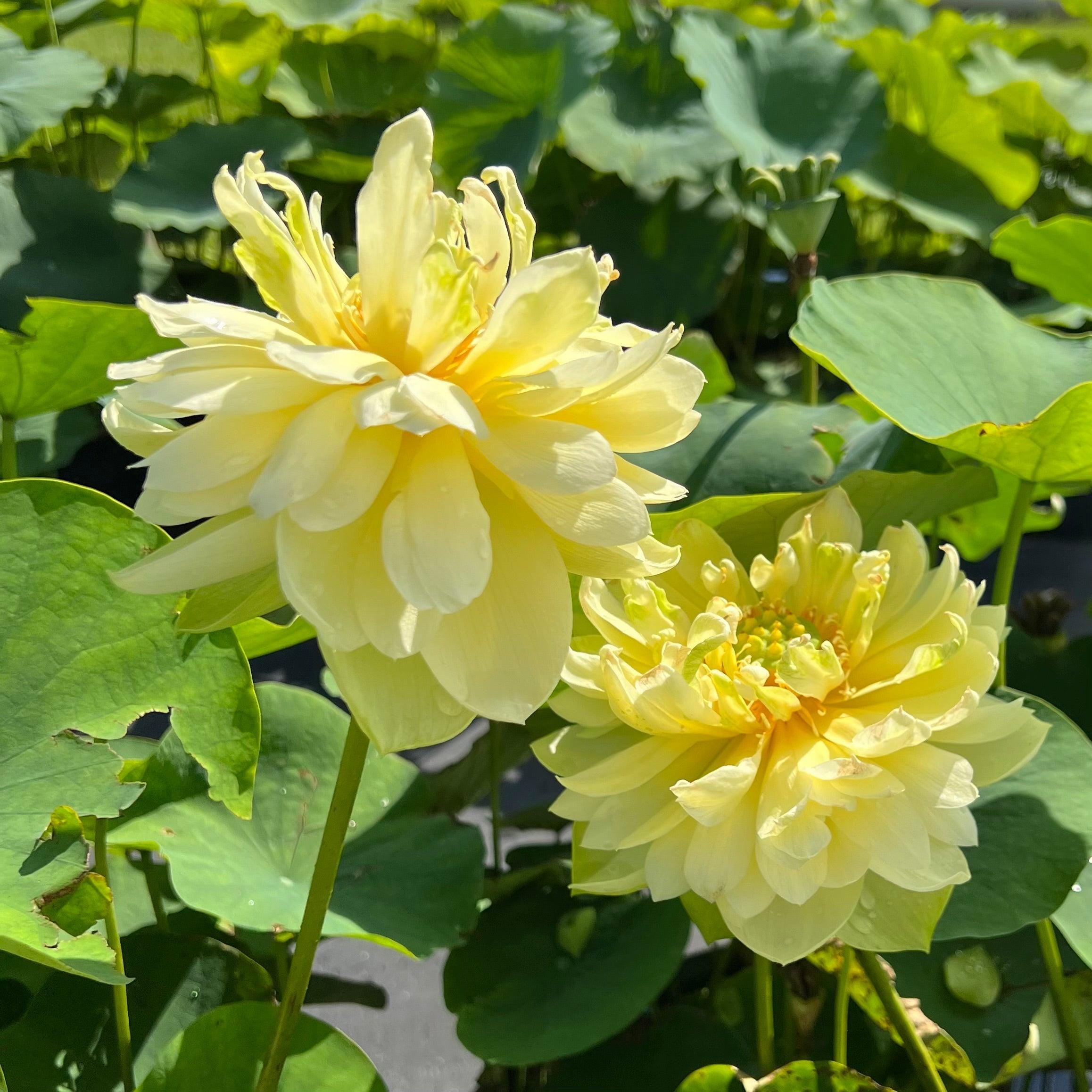 2024 Shicheng Jade Lotus (Bare Root) - Play It Koi