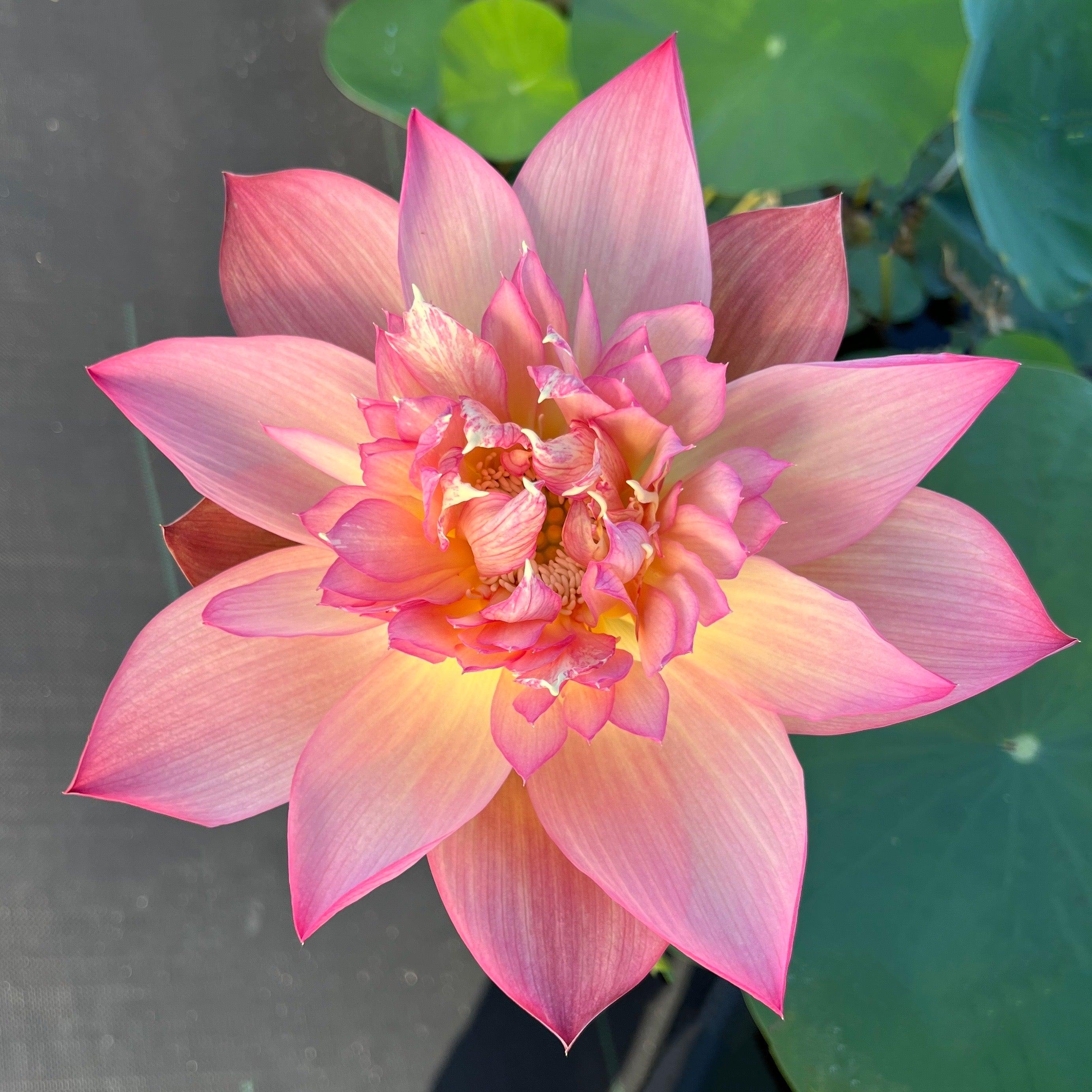 2024 Shicheng Jinxiu Lotus (Bare Root) - Play It Koi