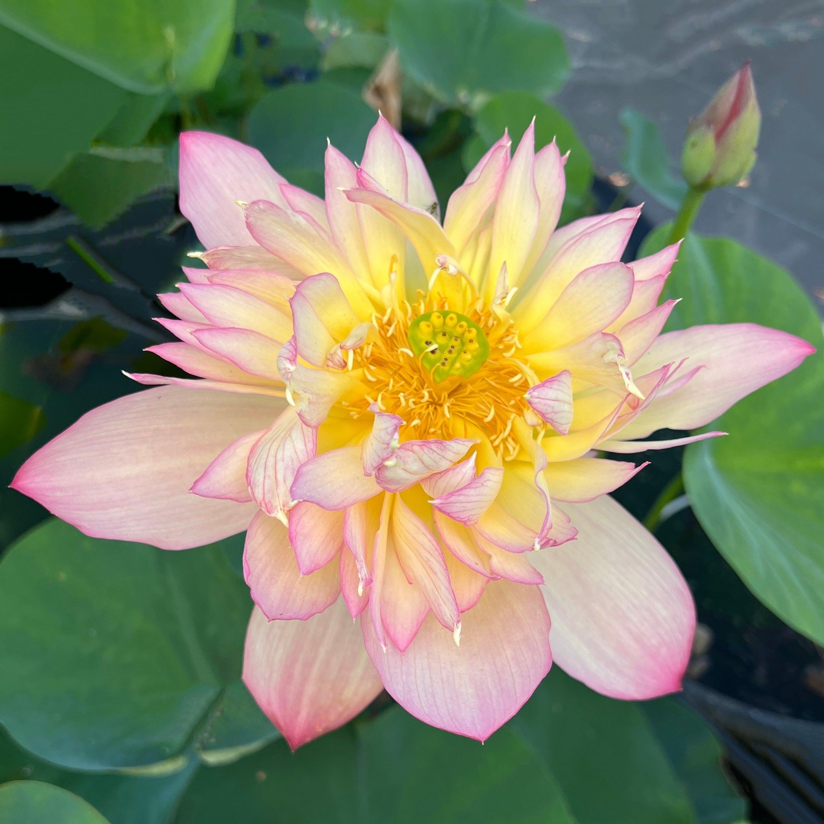 2024 Shicheng Jinxiu Lotus (Bare Root) - Play It Koi