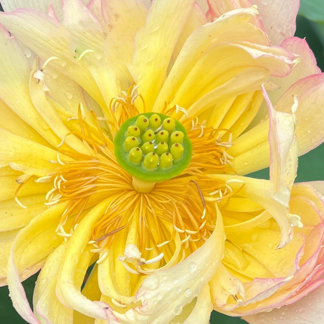 2024 Shicheng Jinxiu Lotus (Bare Root) - Play It Koi