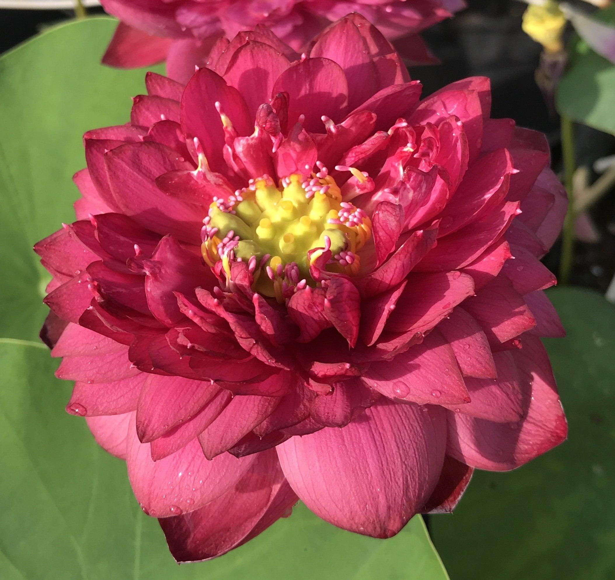 2024 Siam Ruby - Flaming Red Color Lotus (Bare Root) - Play It Koi