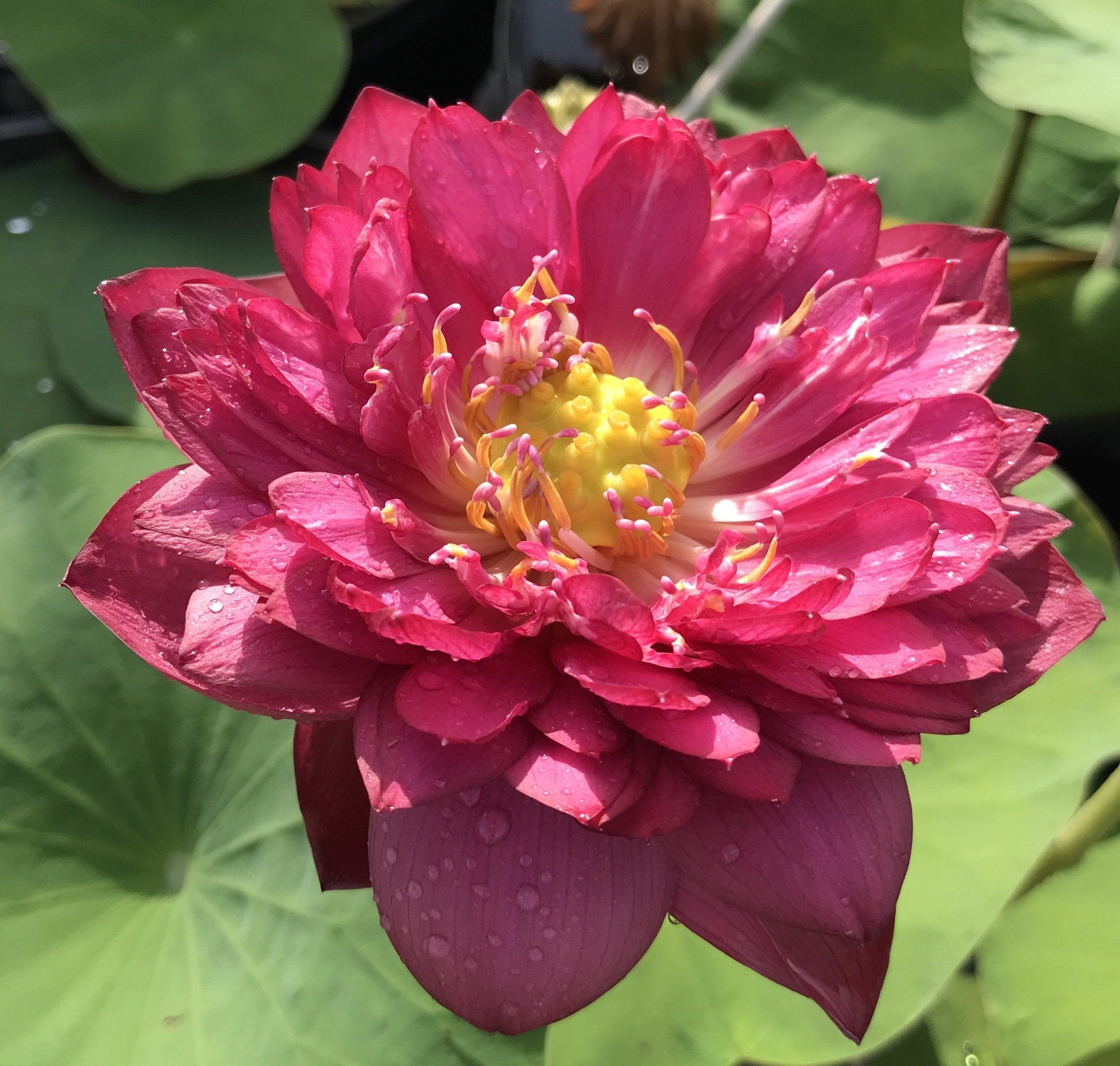 2024 Siam Ruby - Flaming Red Color Lotus (Bare Root) - Play It Koi