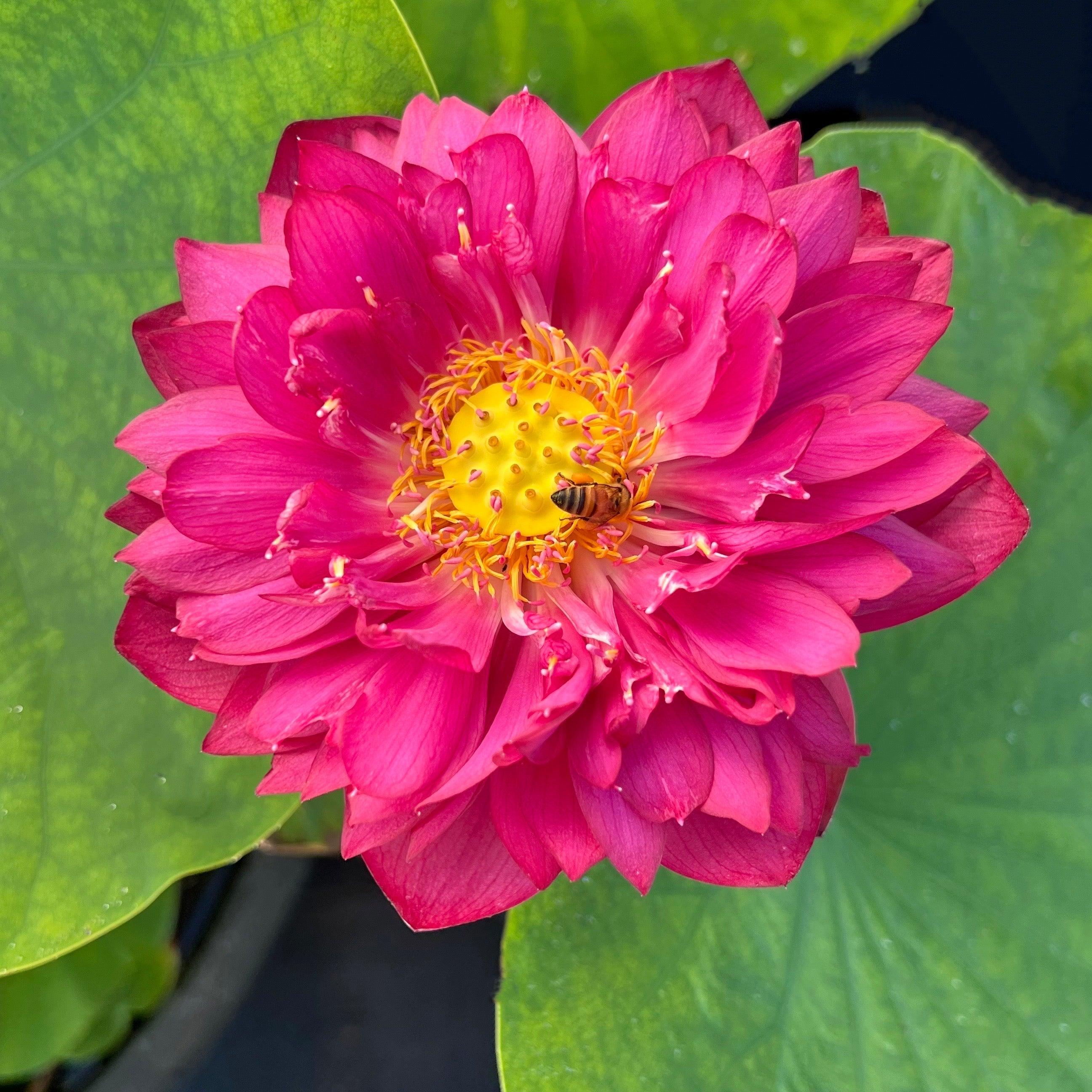 2024 Siam Ruby - Flaming Red Color Lotus (Bare Root) - Play It Koi
