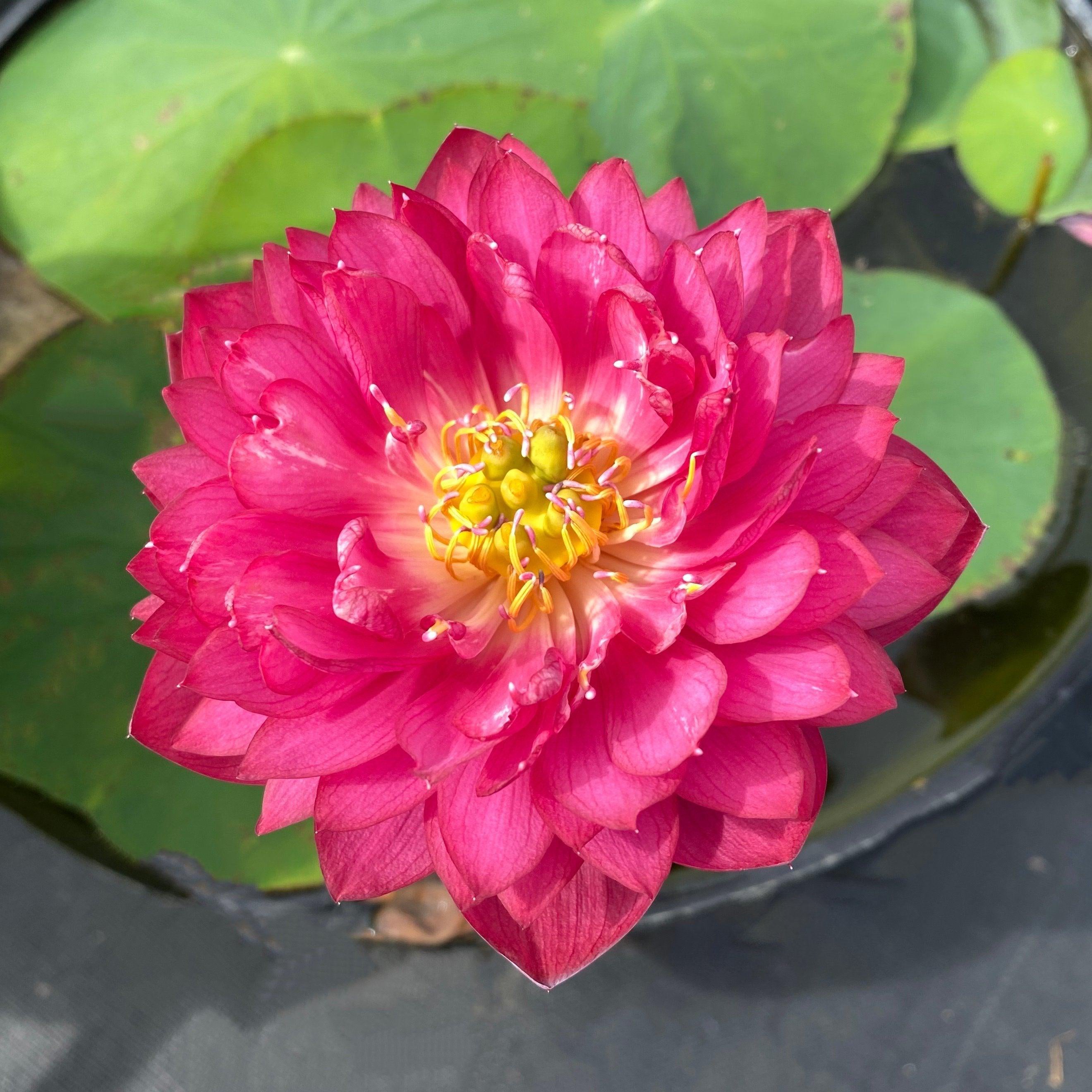 2024 Siam Ruby - Flaming Red Color Lotus (Bare Root) - Play It Koi